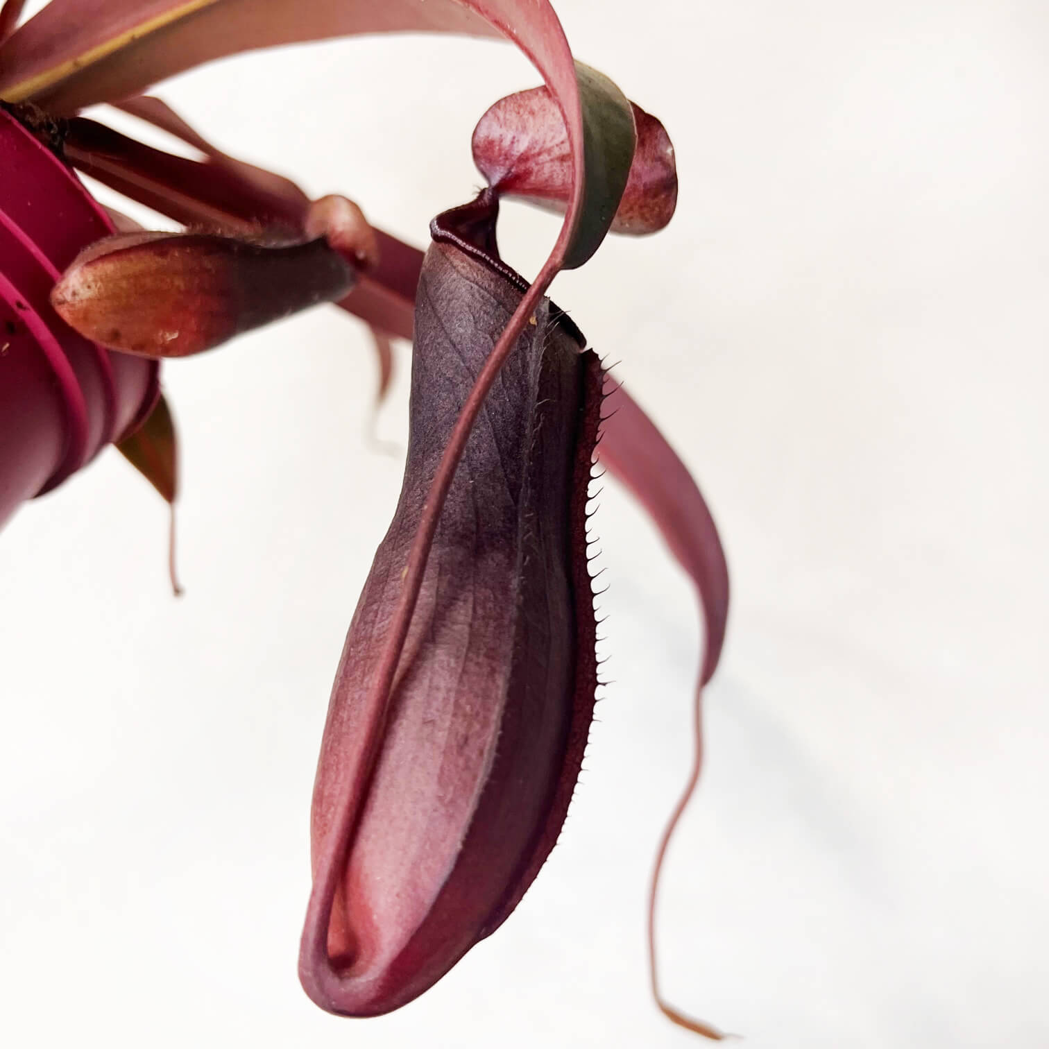 Nepenthes 'Rebecca Soper'
