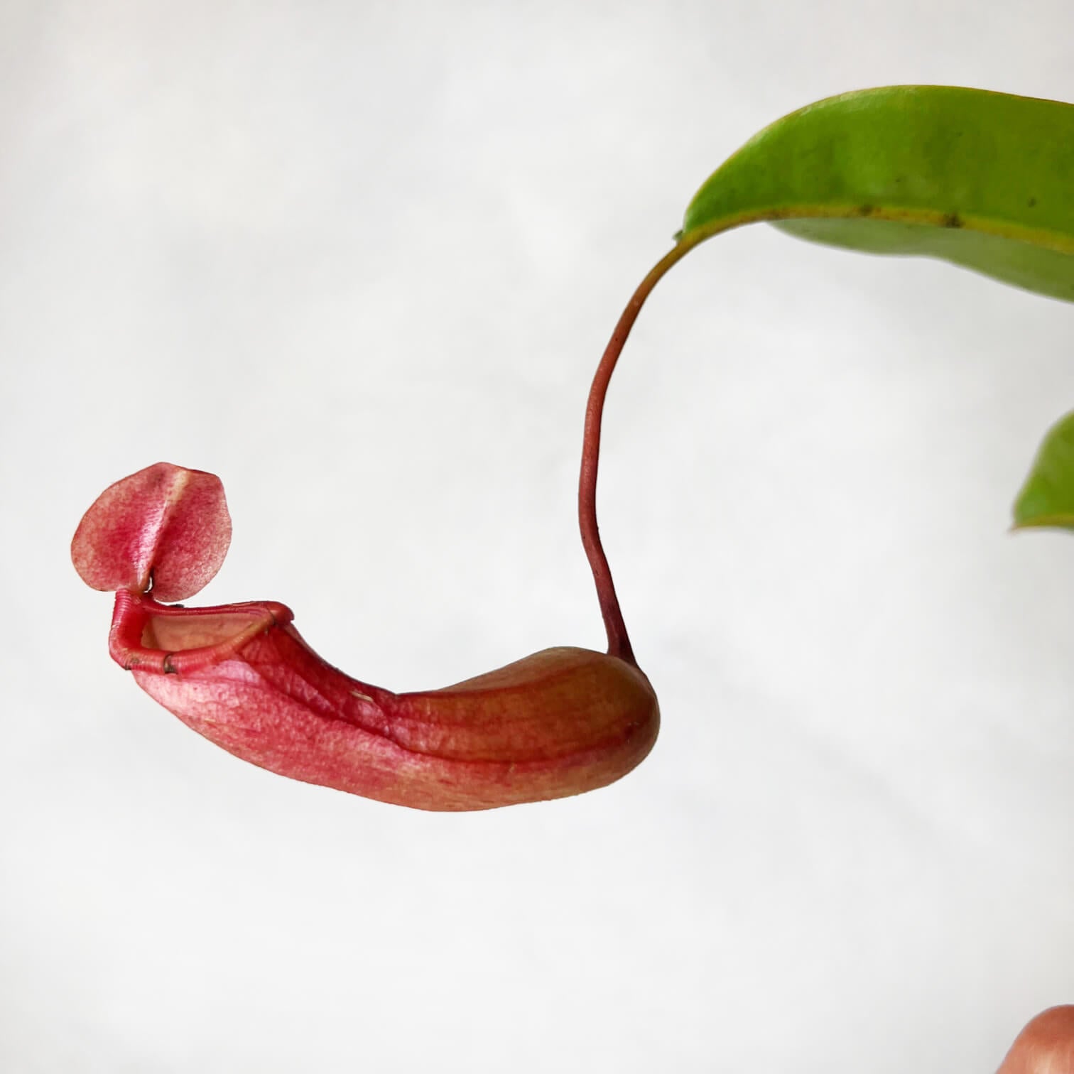 Nepenthes Alata