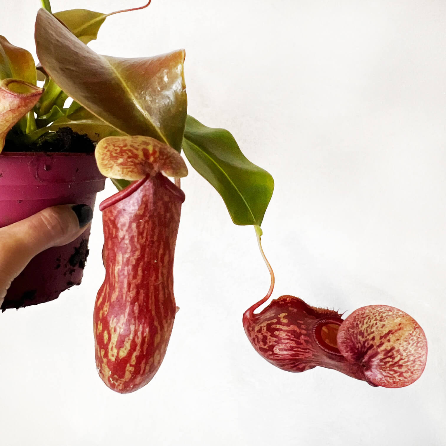 Nepenthes Gaya