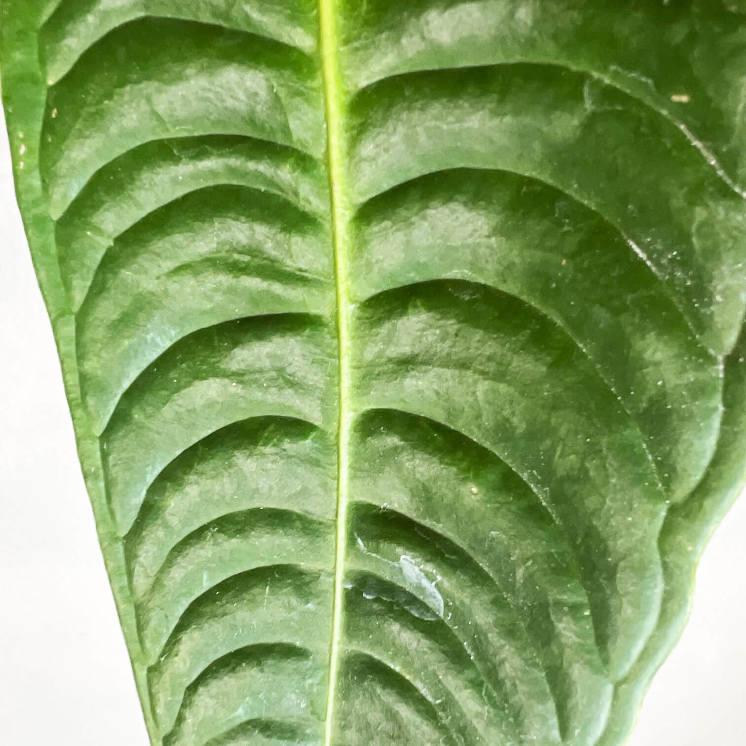 Anthurium Veitchii