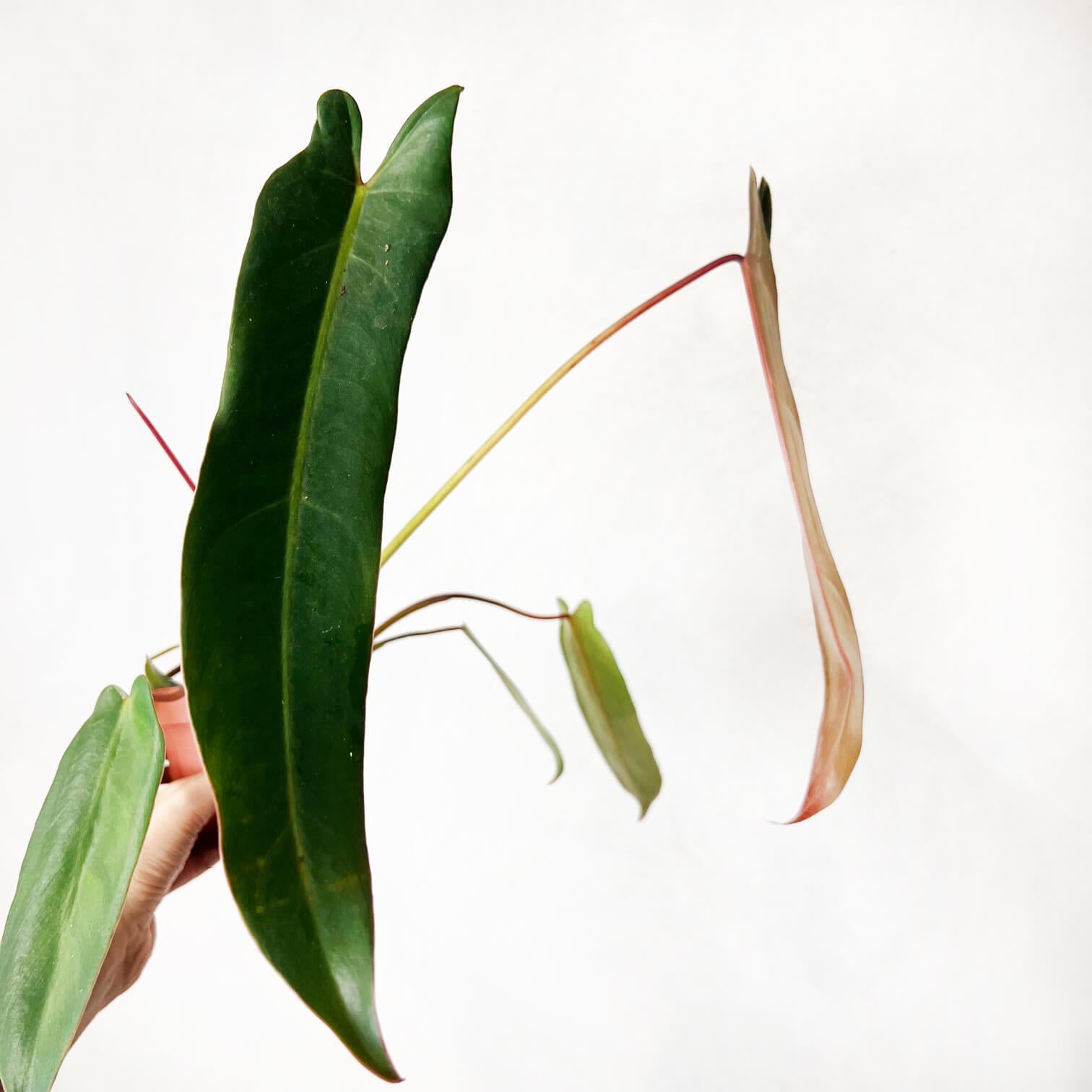 Philodendron spiritus Sancti