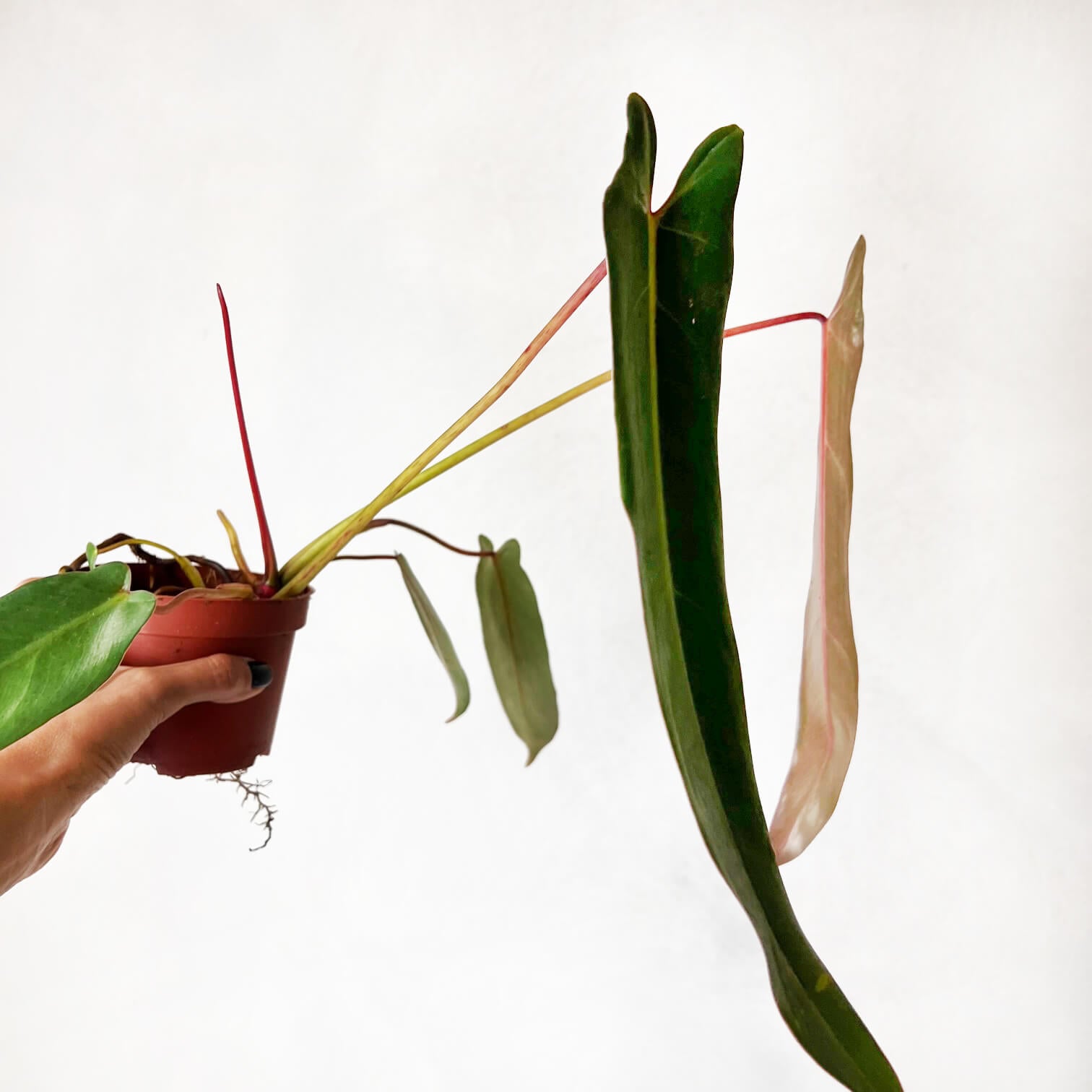 Philodendron spiritus Sancti