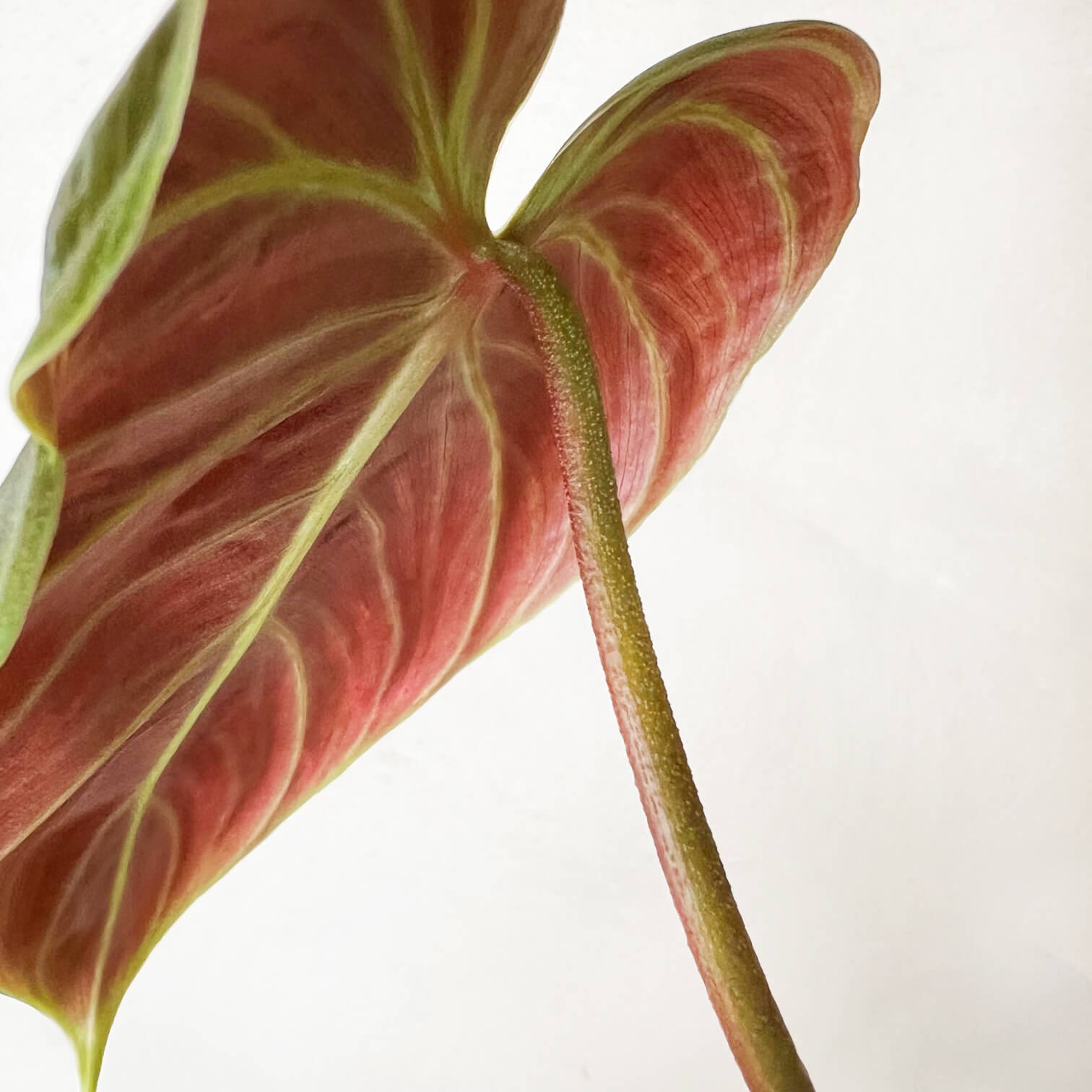 Baby Philodendron El Choco Red