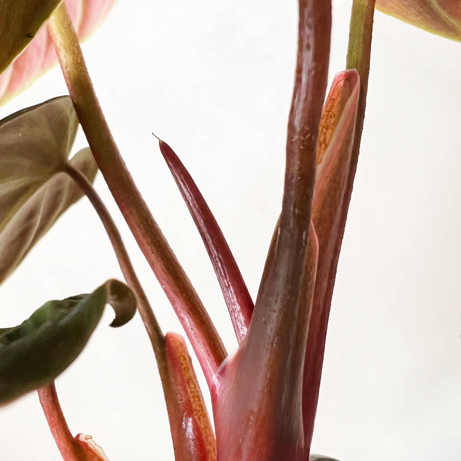 Baby Philodendron El Choco Red