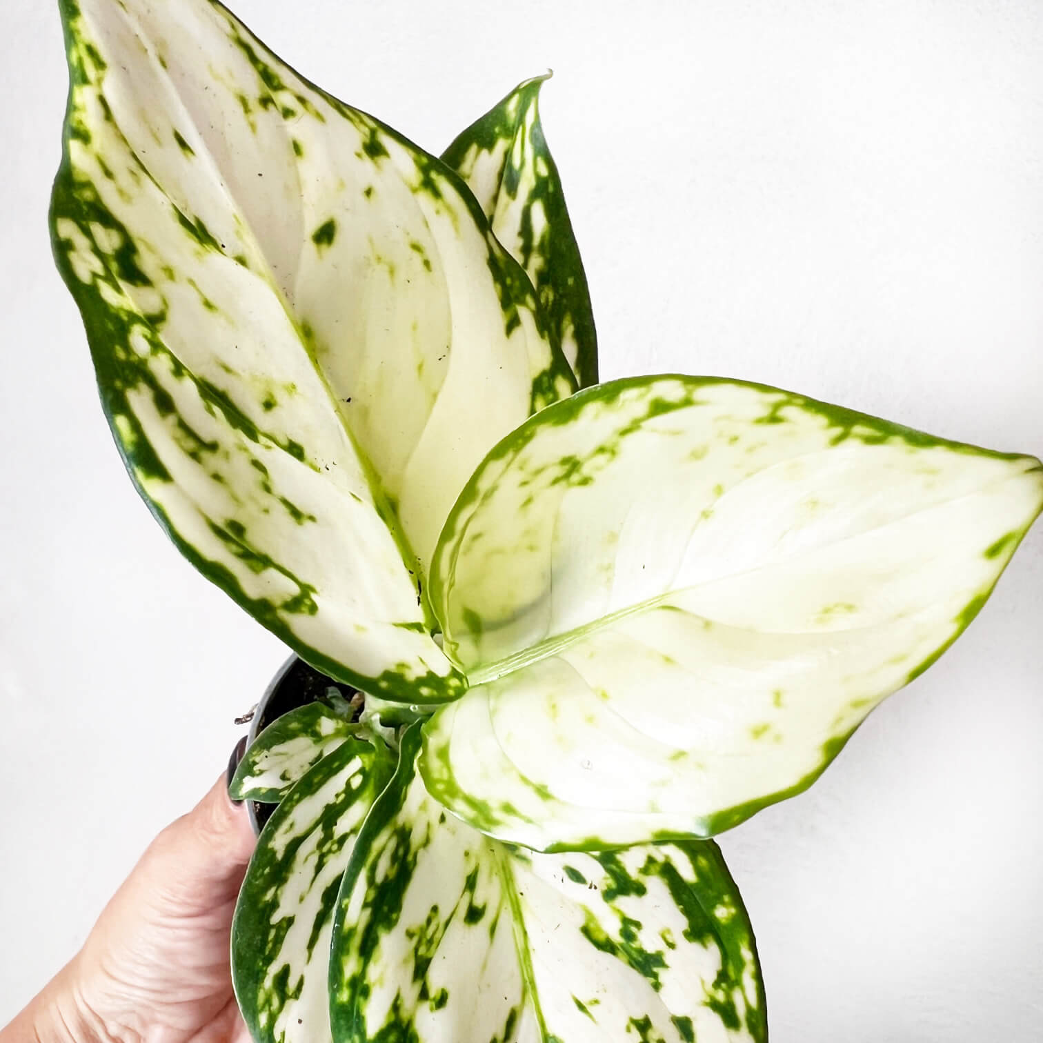 Baby Aglaonema Snowflake