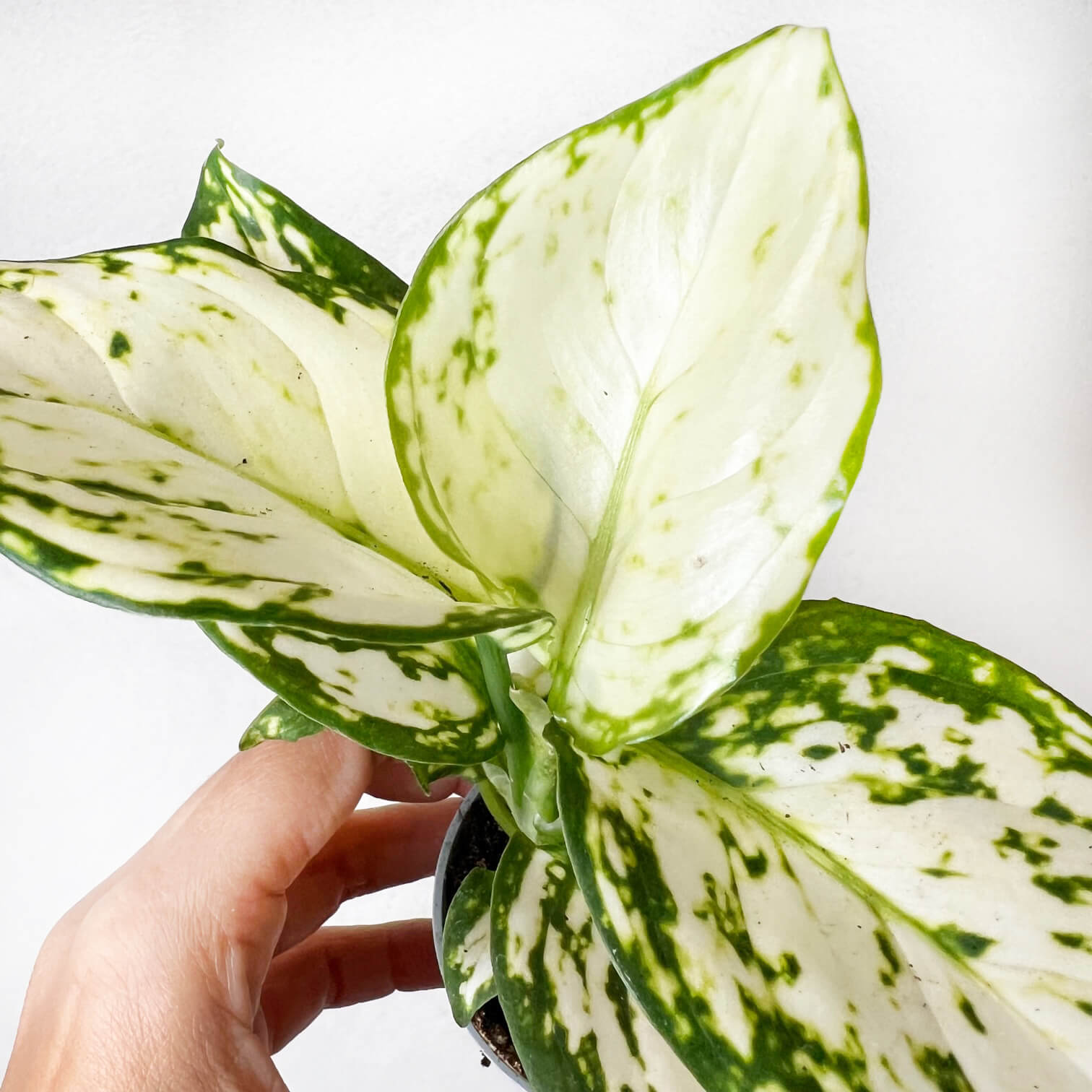 Baby Aglaonema Snowflake