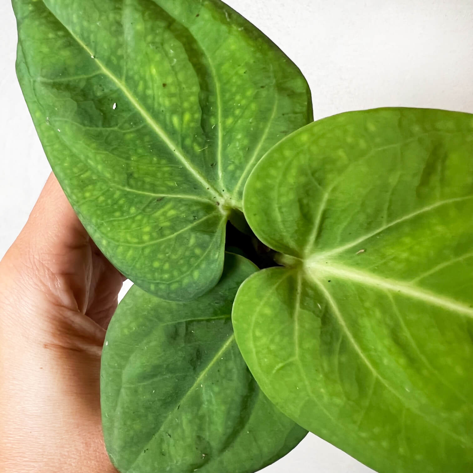 Baby Anthurium Villenaorum