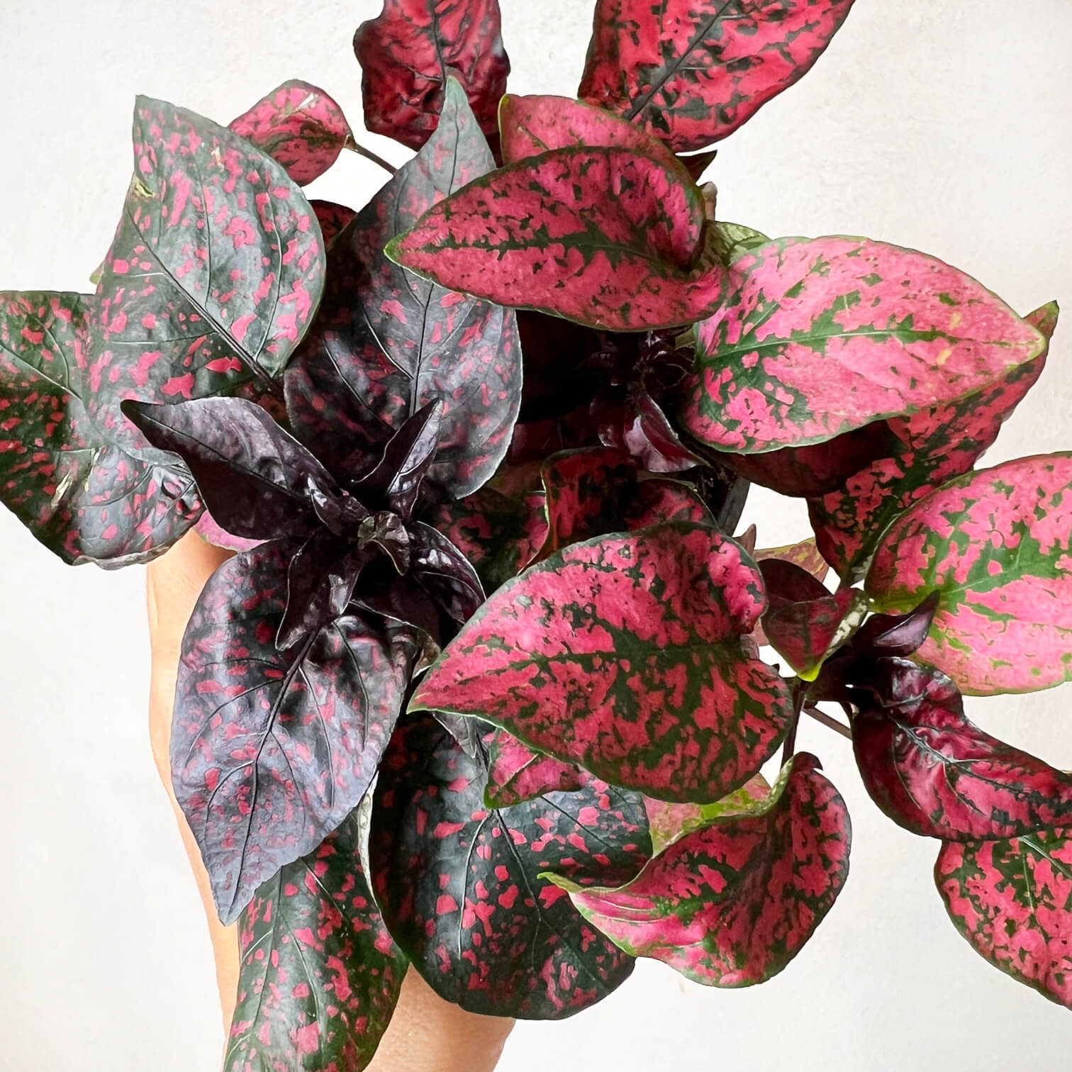 Hypoestes Phyllostachya /Red