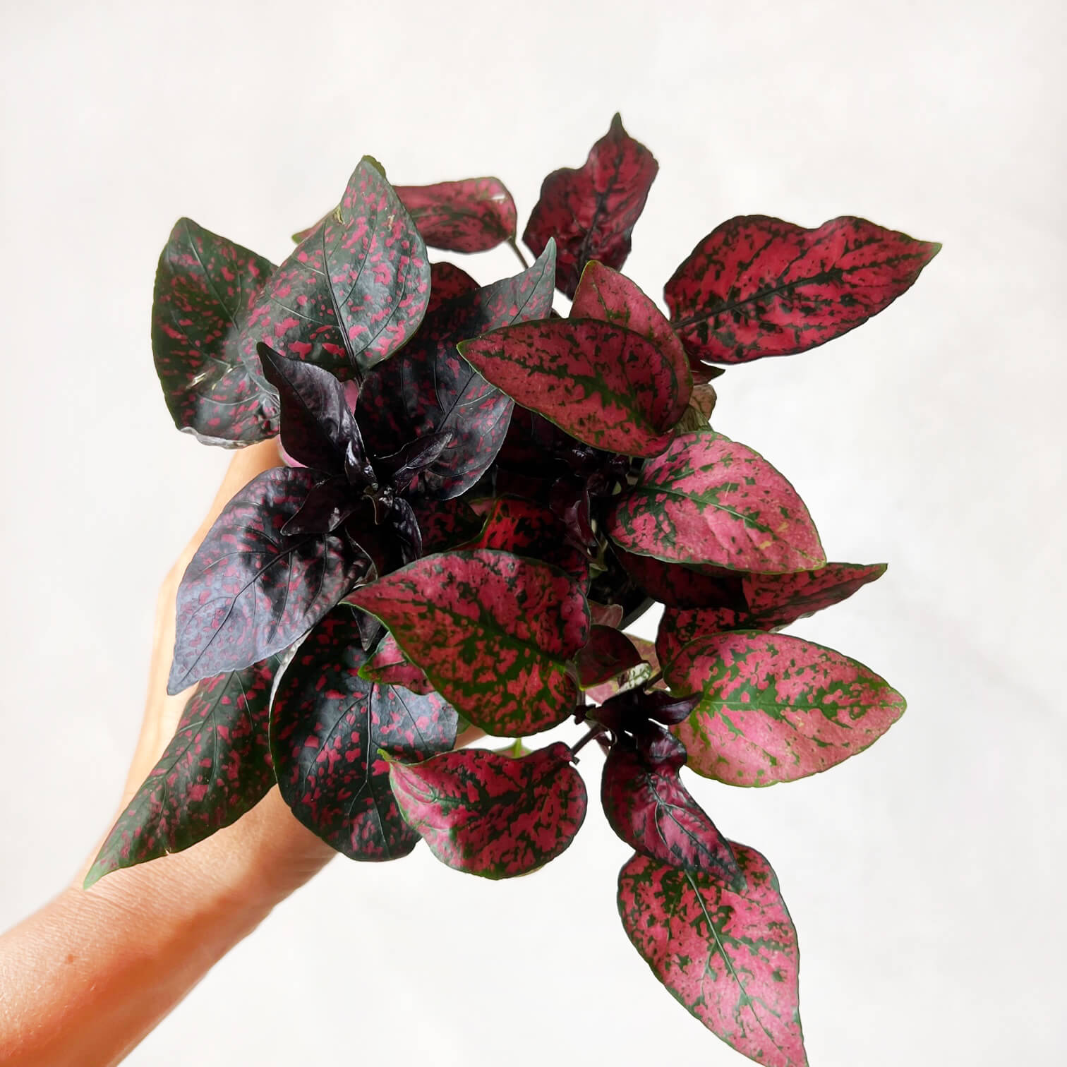 Hypoestes Phyllostachya /Red