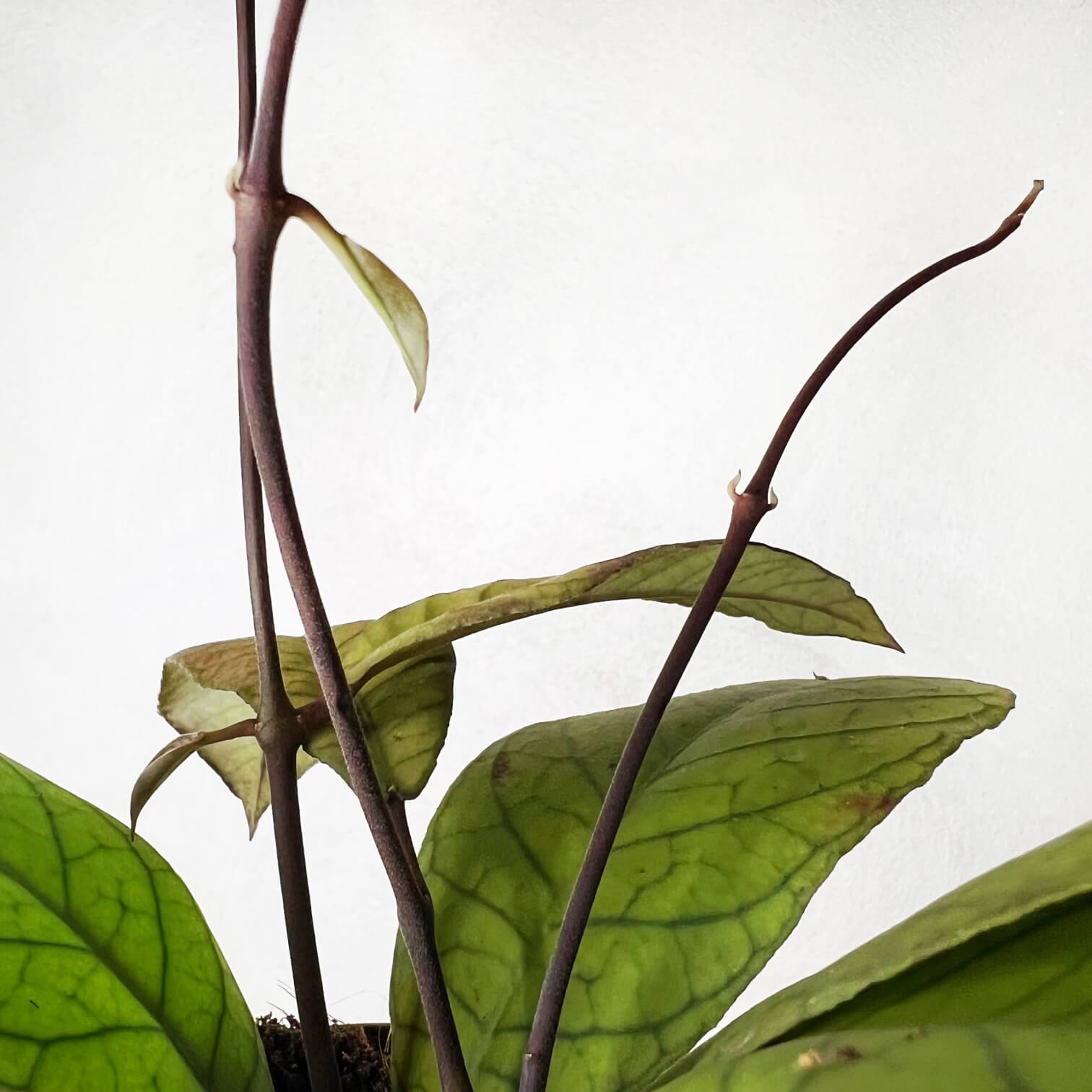 Hoya Sp Sabah