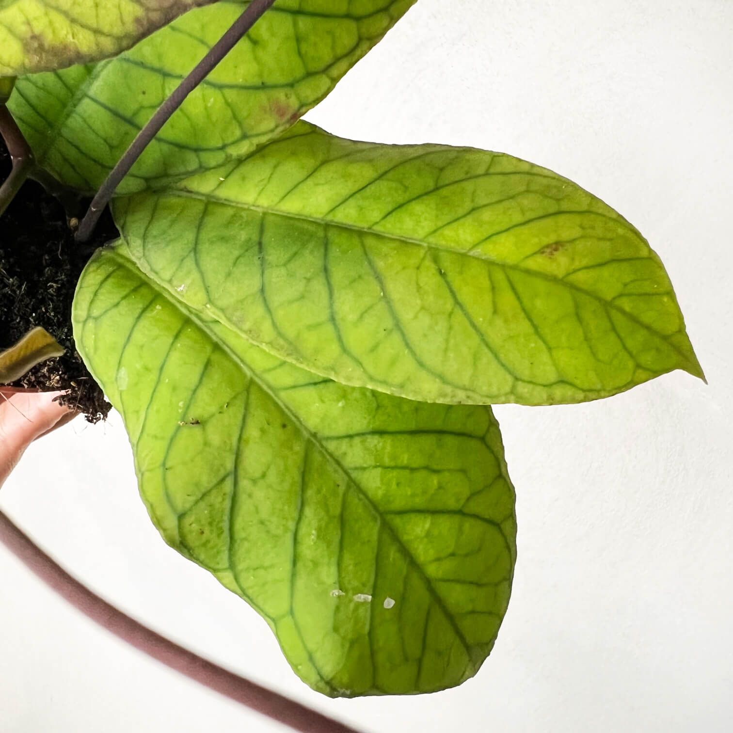 Hoya Sp Sabah