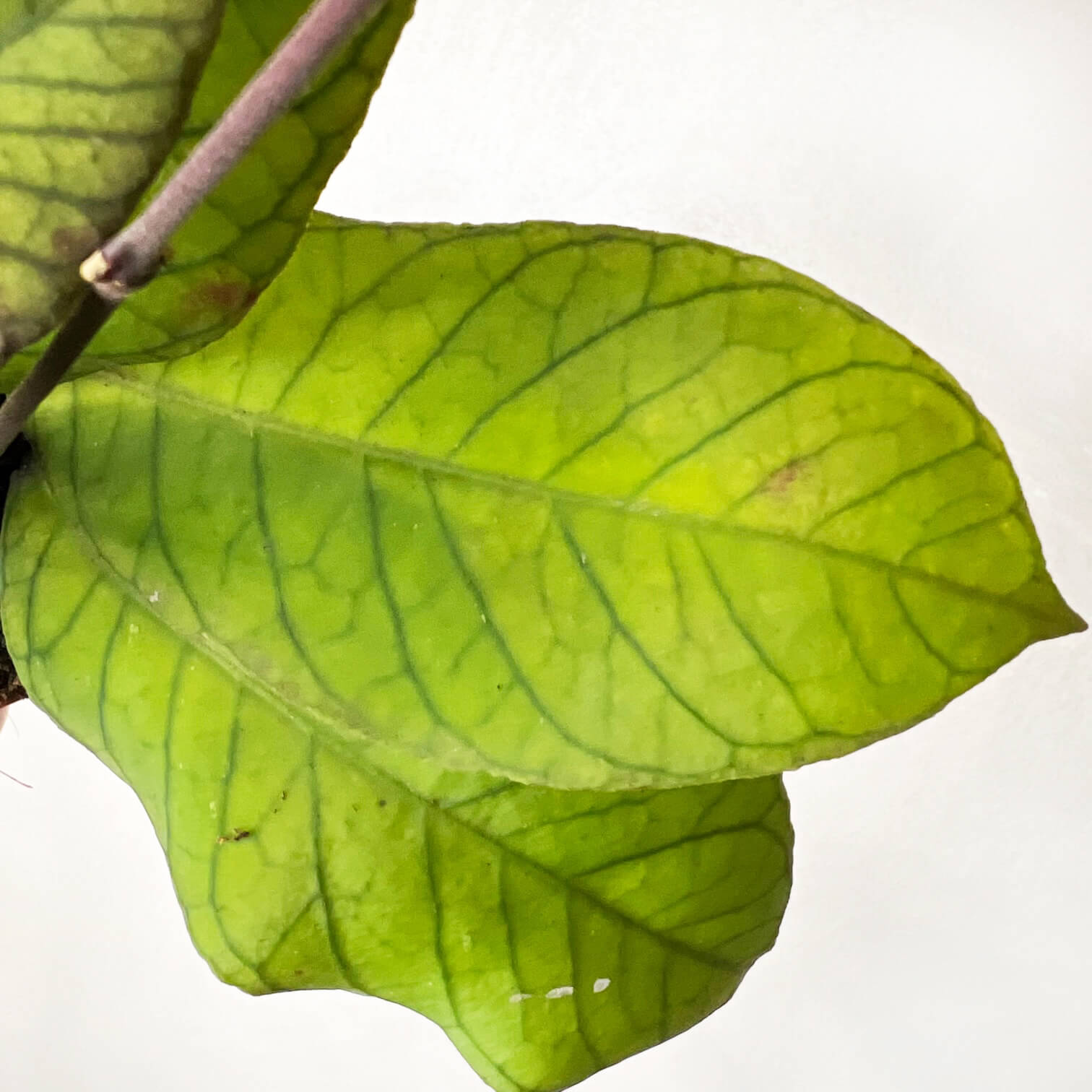 Hoya Sp Sabah
