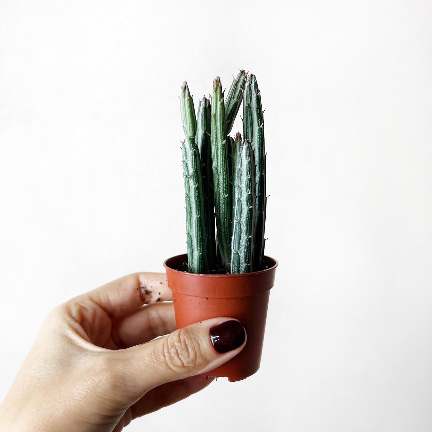 Baby Senecio Stapeliaeformis