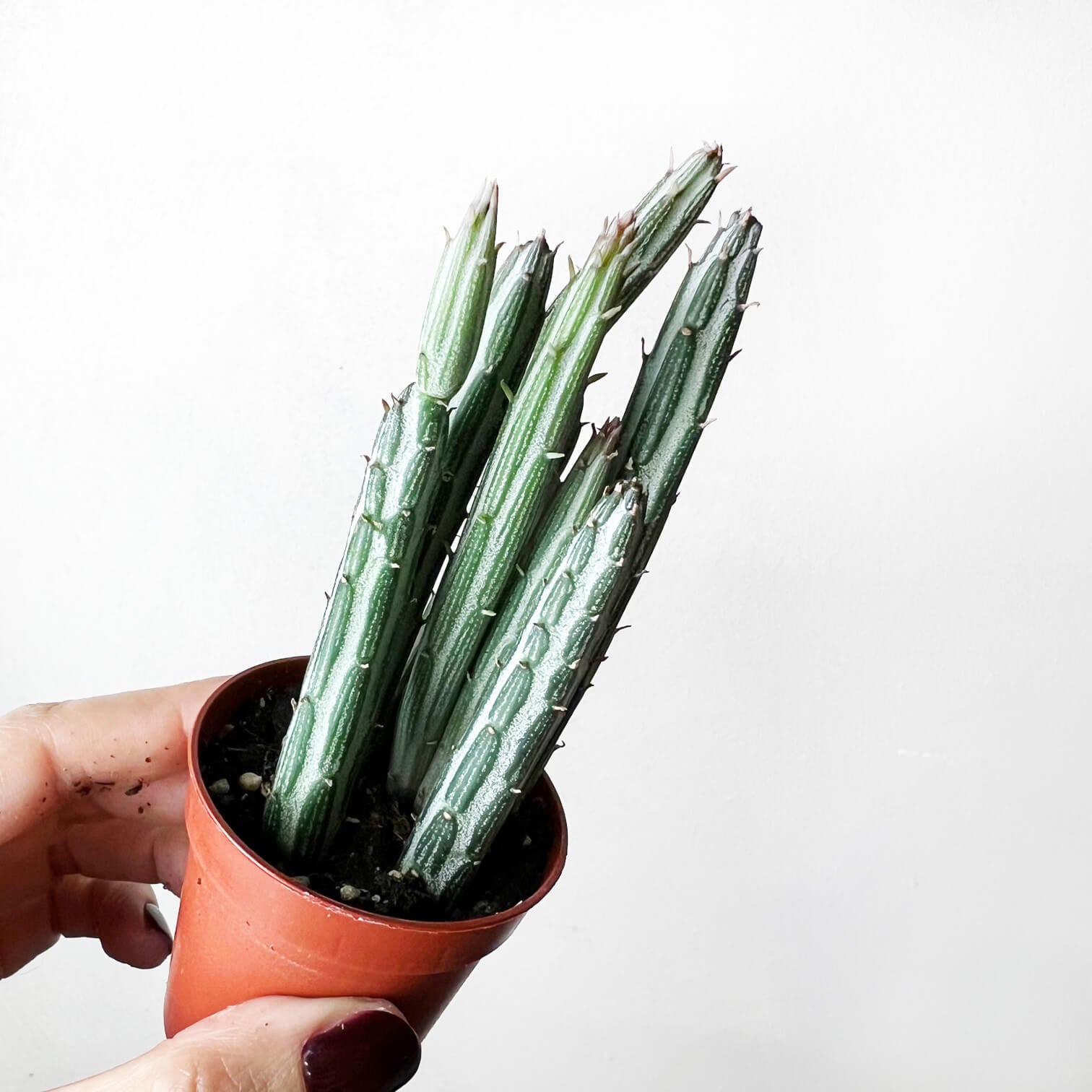 Baby Senecio Stapeliaeformis