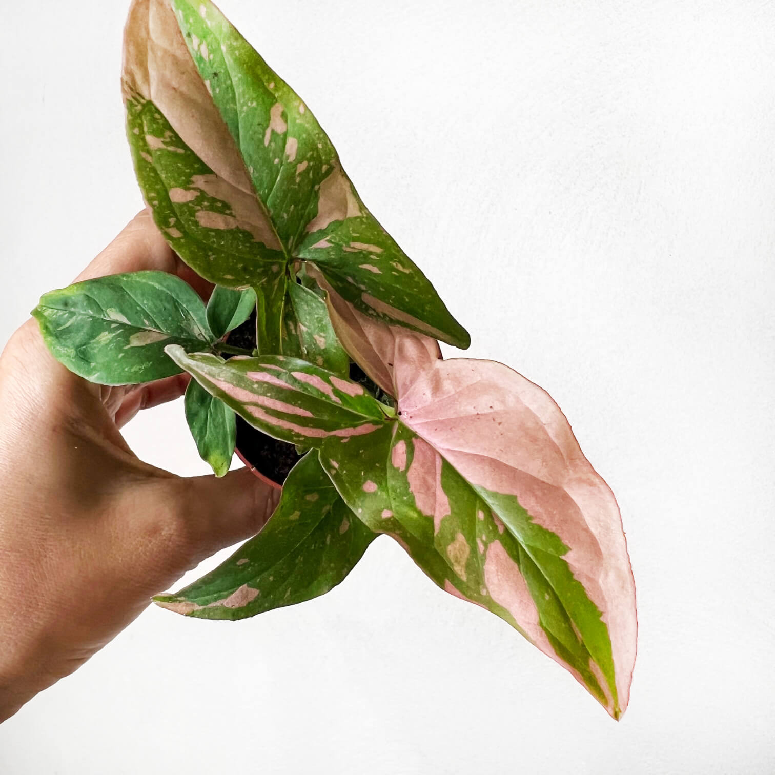 Baby Syngonium Pink Splash