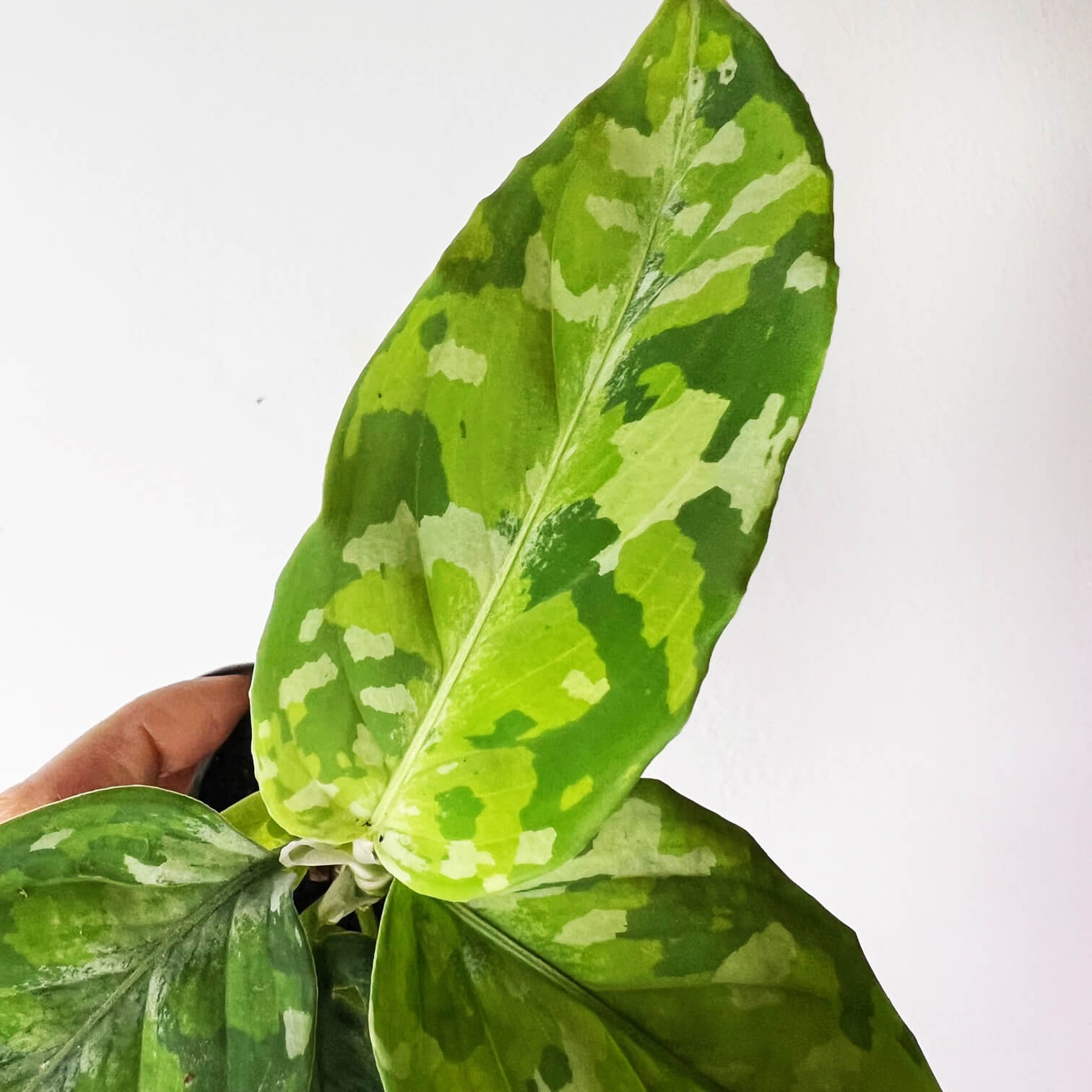 Baby Aglaonema Pictum Tricolor
