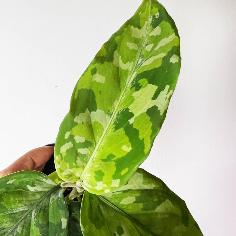 Baby Aglaonema Pictum Tricolor