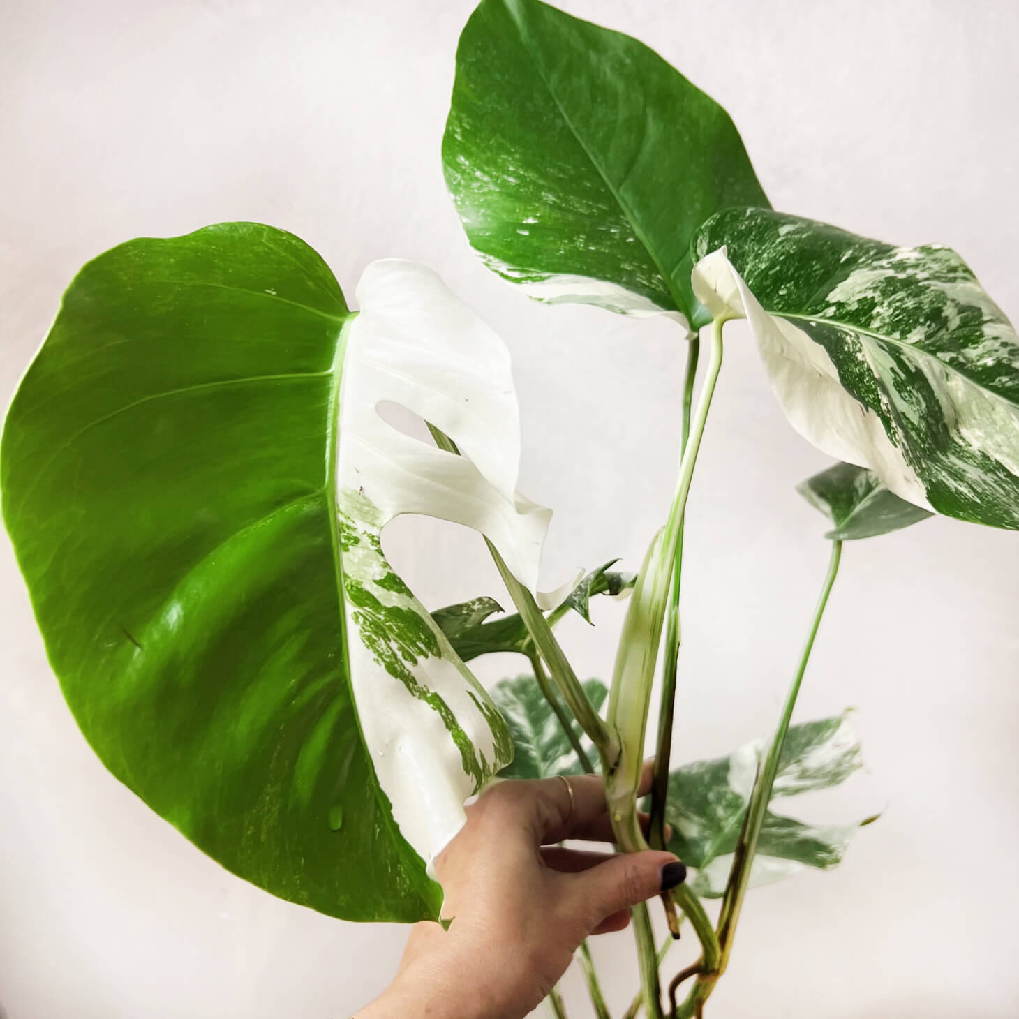 Monstera Deliciosa Albo Variegata / Katerina