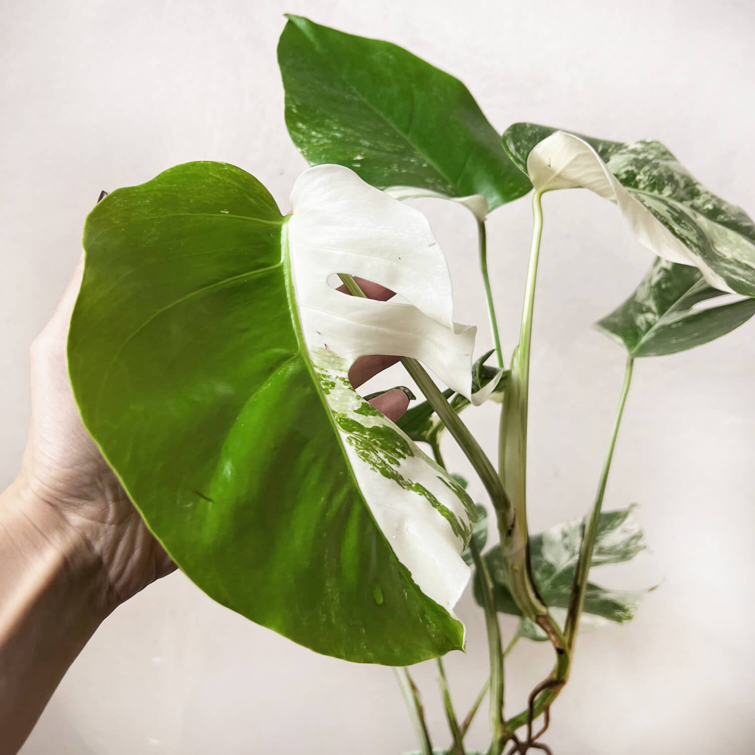 Monstera Deliciosa Albo Variegata / Katerina