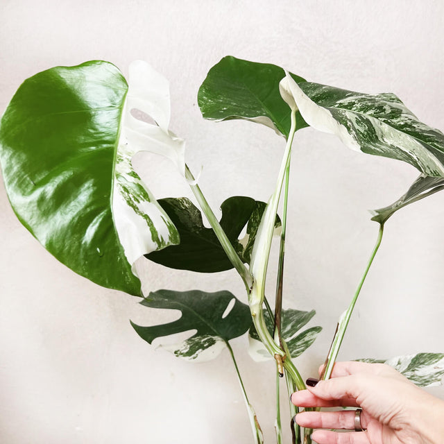 Alocasia Frydek variegata /Lina
