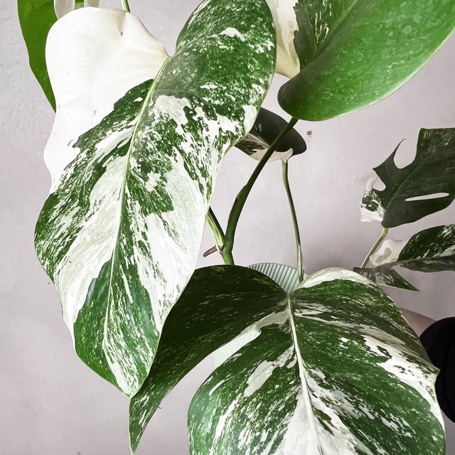 Alocasia Frydek variegata /Lina