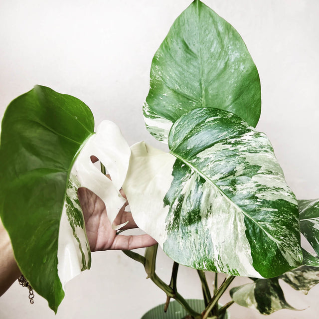 Alocasia Frydek variegata /Lina