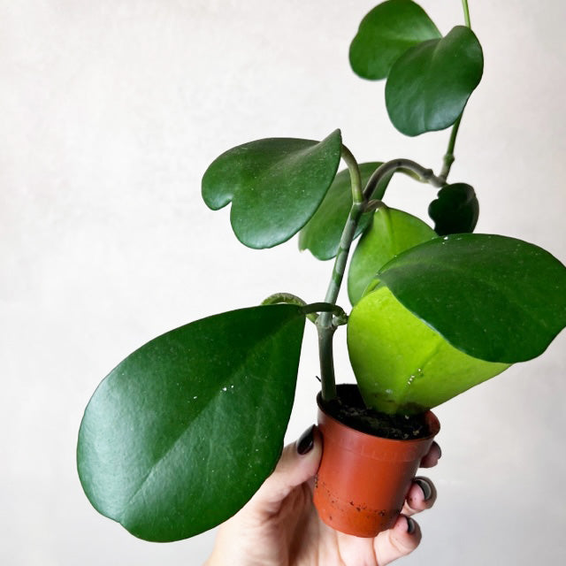 Hoya Kerrii /Carry