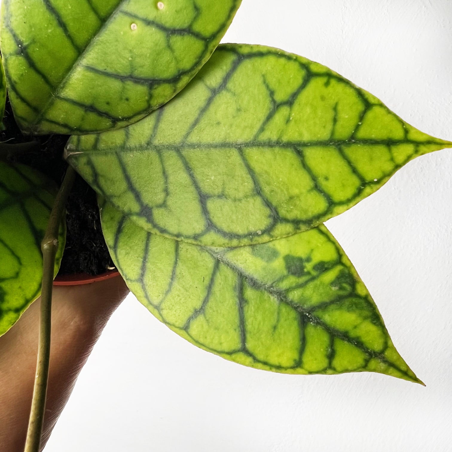 Hoya callistophylla 'KAL 16'