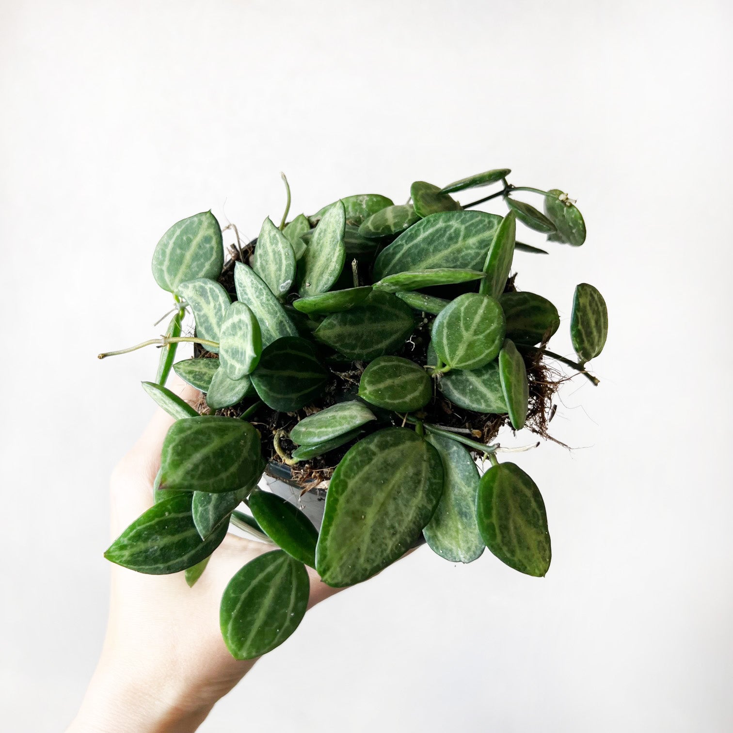Dischidia pectinoides “Ovata”