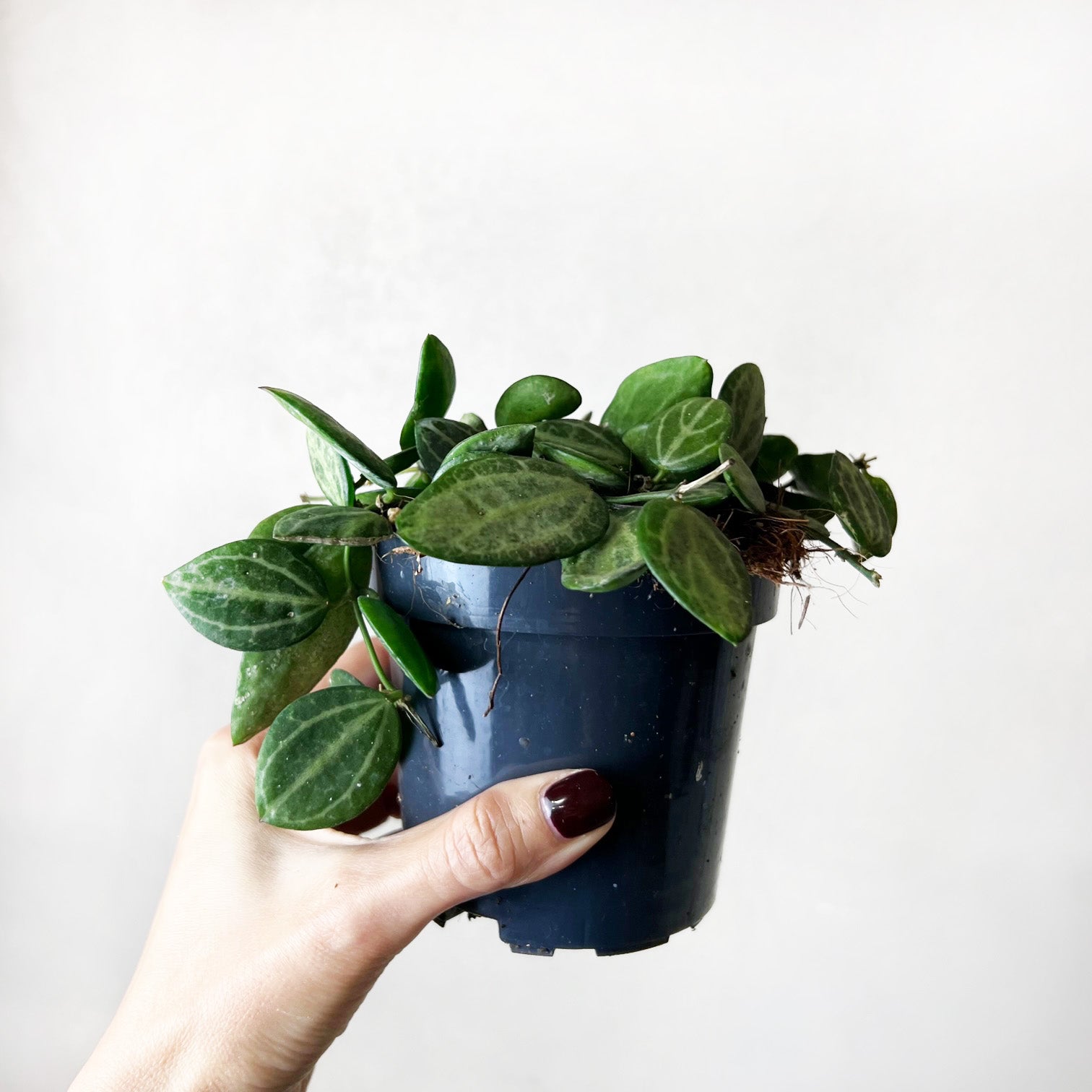 Dischidia pectinoides “Ovata”
