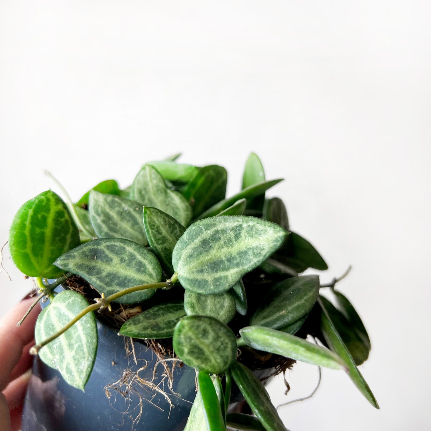 Dischidia pectinoides “Ovata”