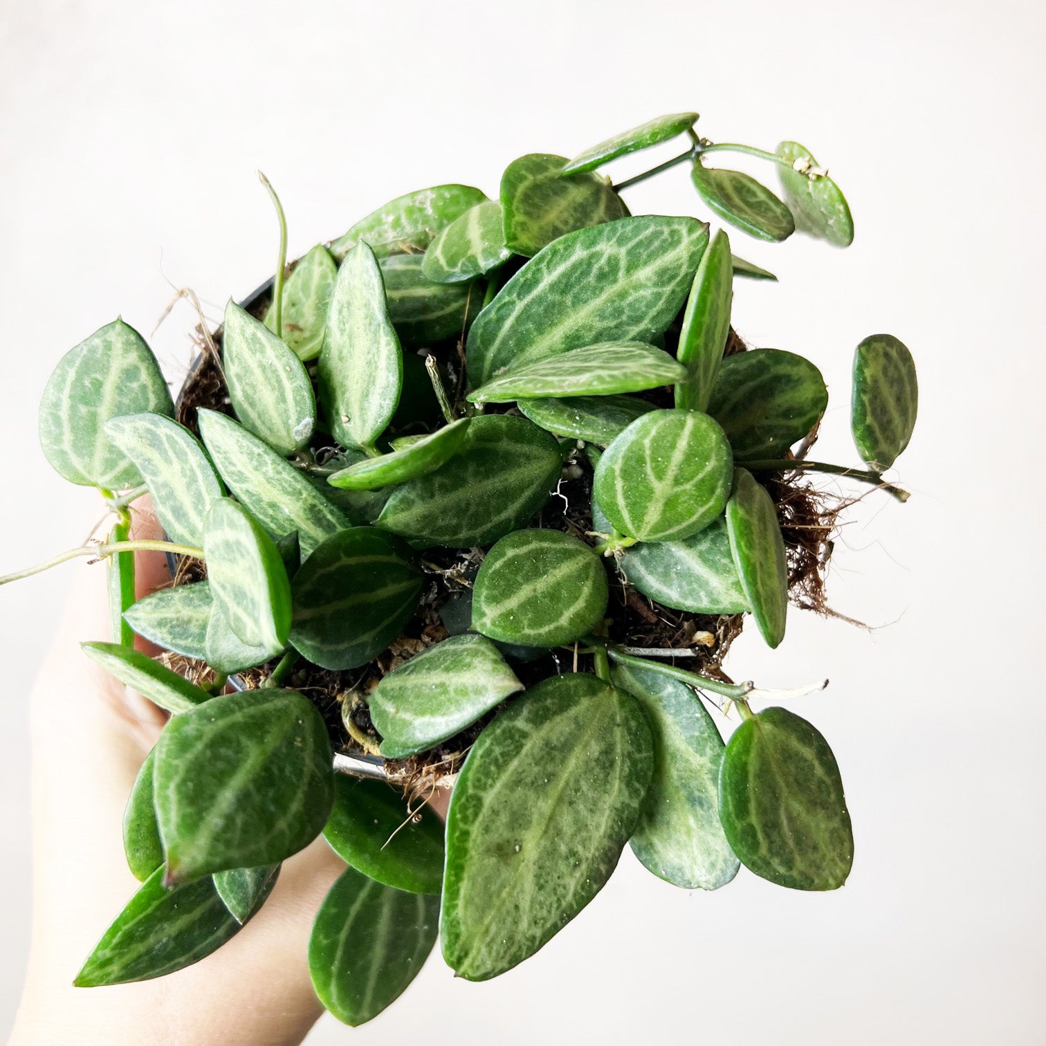Dischidia pectinoides “Ovata”