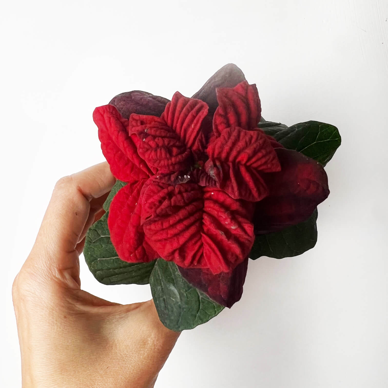 Stella di Natale/ Euphorbia pulch. Valentino Red