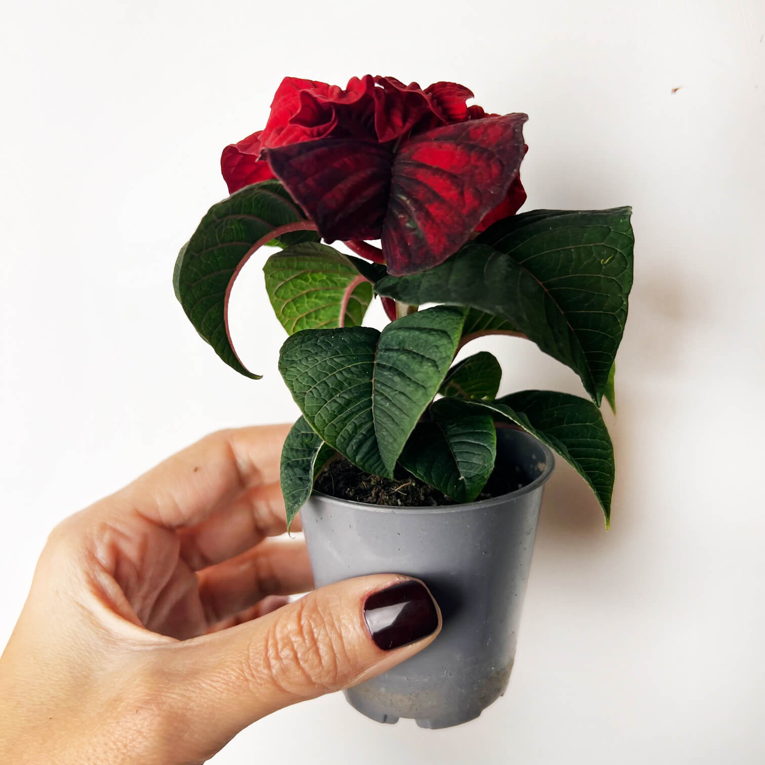 Stella di Natale/ Euphorbia pulch. Valentino Red