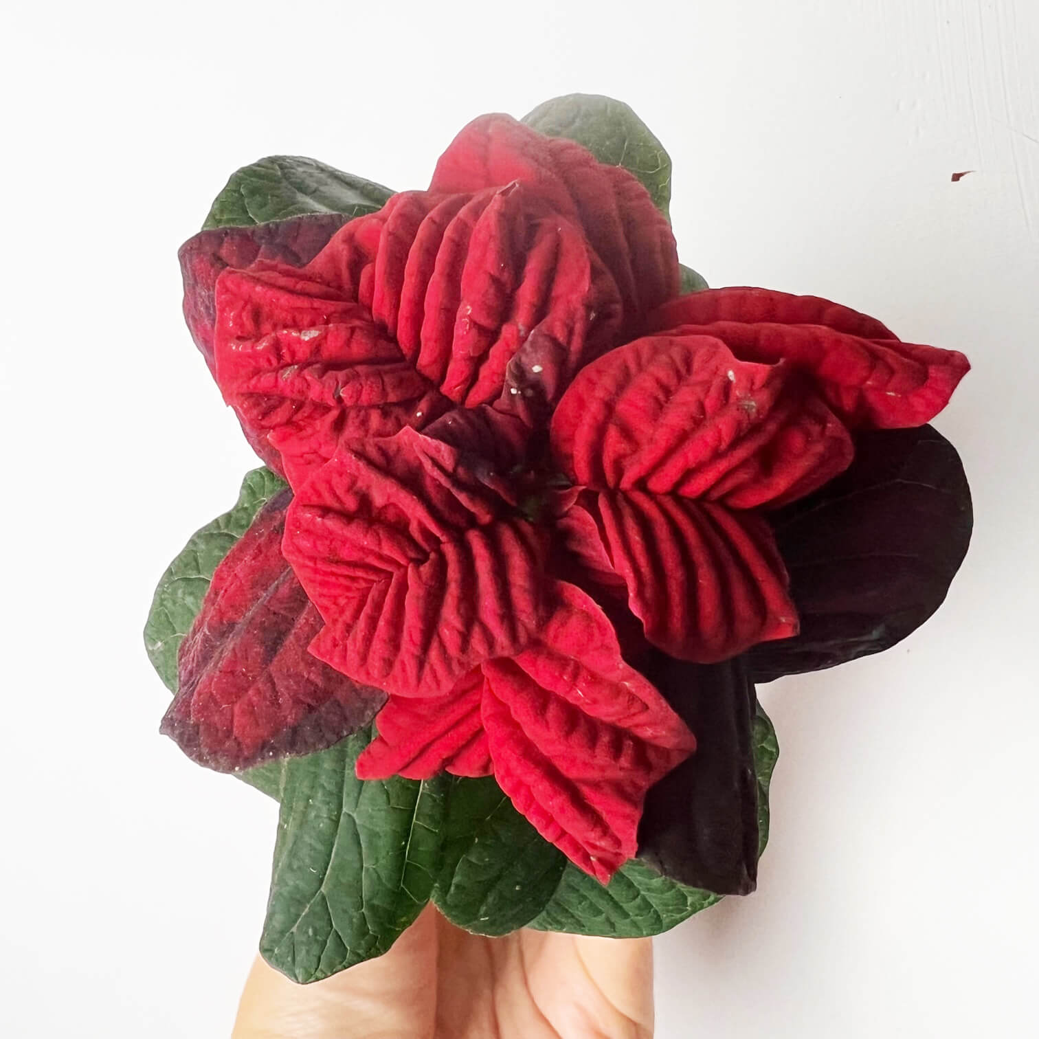 Stella di Natale/ Euphorbia pulch. Valentino Red