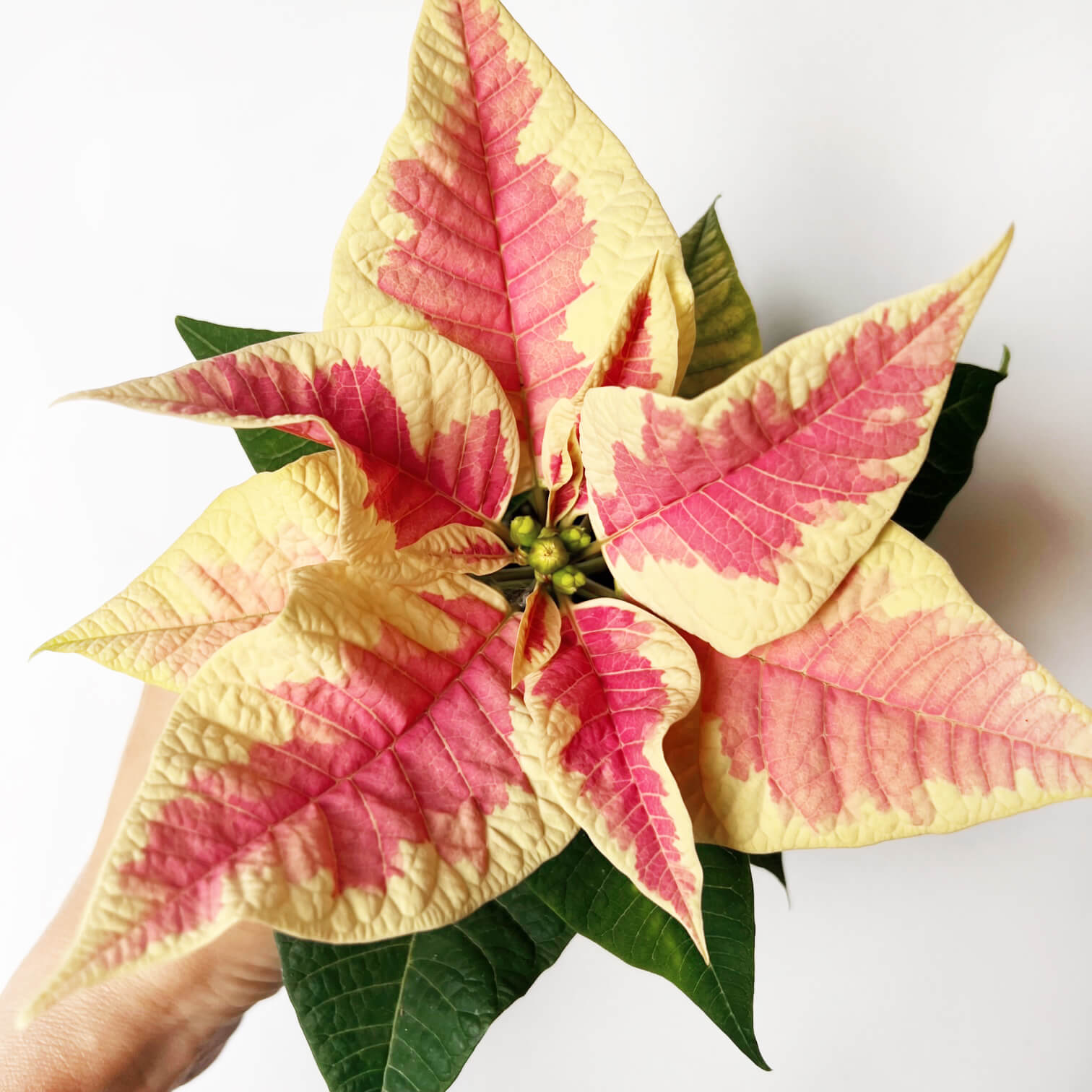 Stella di Natale/ Euphorbia pulch. Saturnus Marble