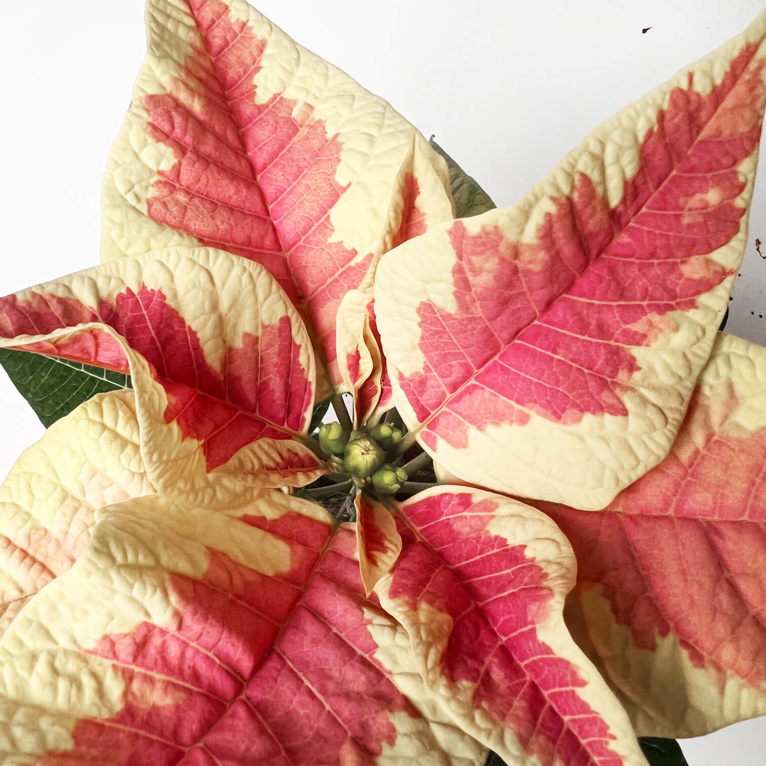 Stella di Natale/ Euphorbia pulch. Saturnus Marble