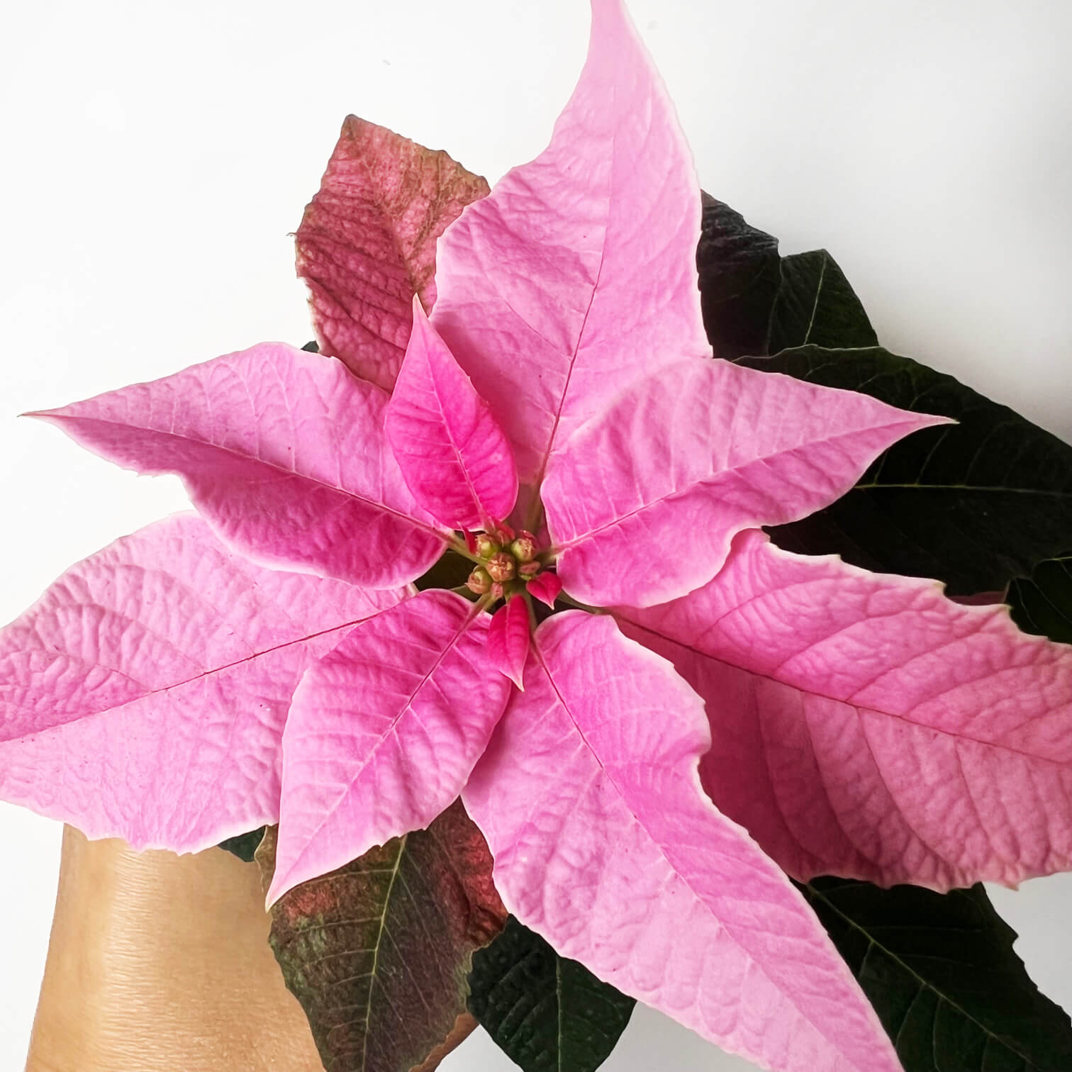Stella di Natale/ Euphorbia pulch. Hot Pink