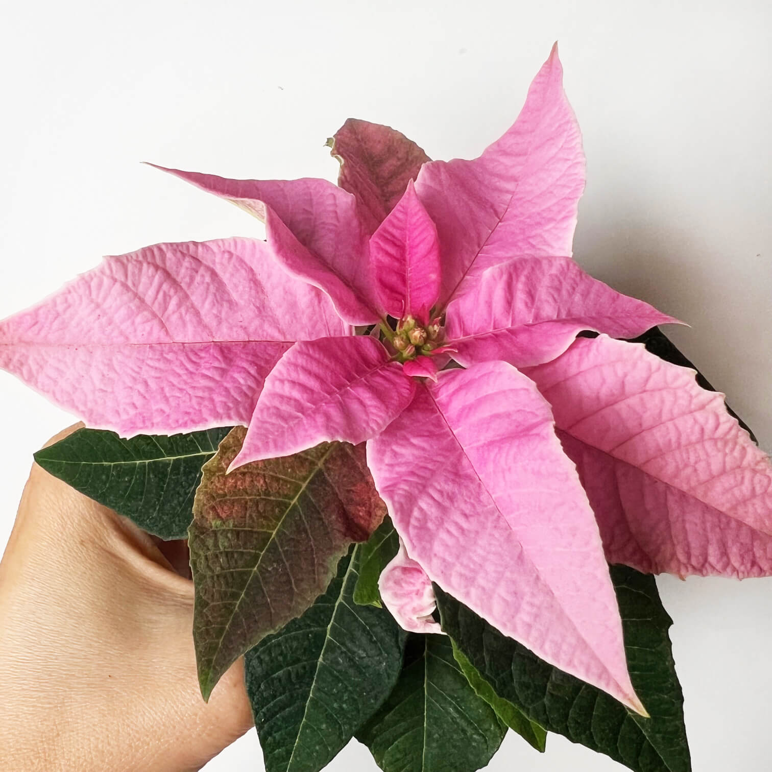 Stella di Natale/ Euphorbia pulch. Hot Pink