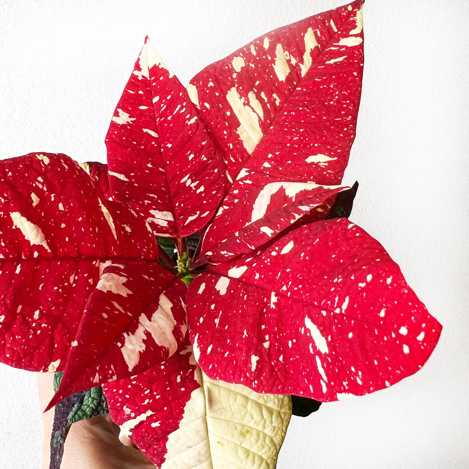 Stella di Natale/ Euphorbia pulch. Primero Glitter