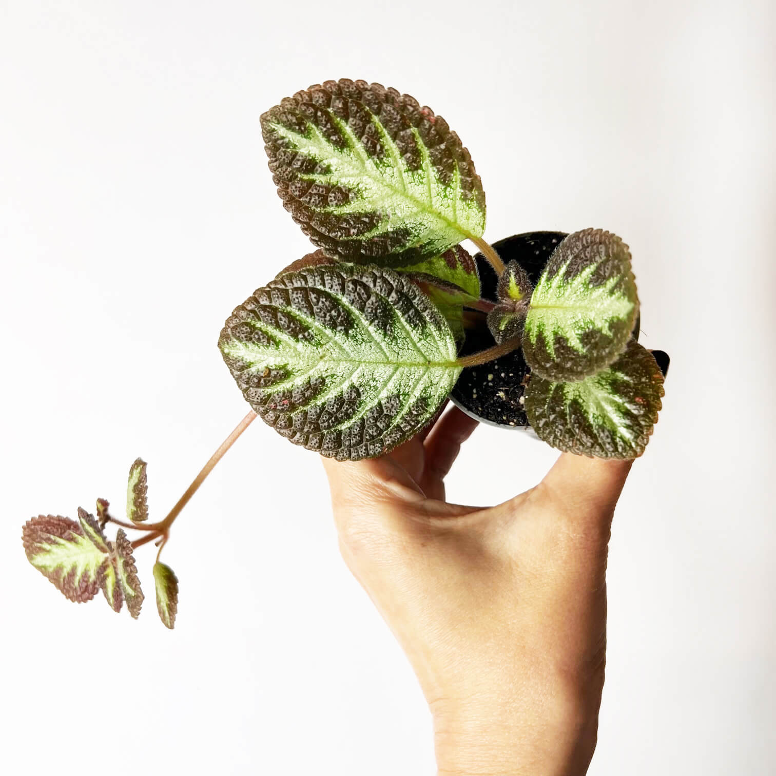 Episcia Silver Shields