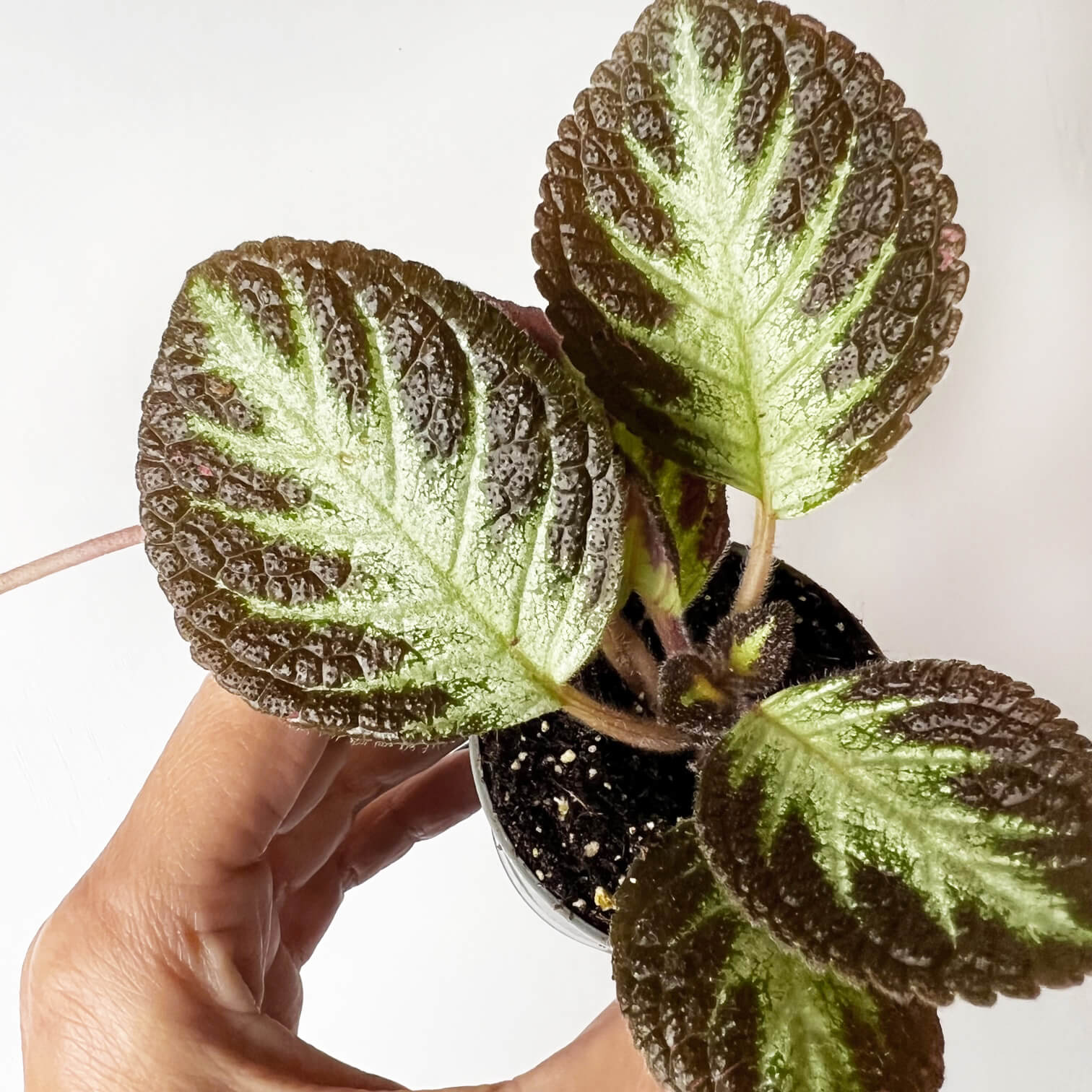 Episcia Silver Shields