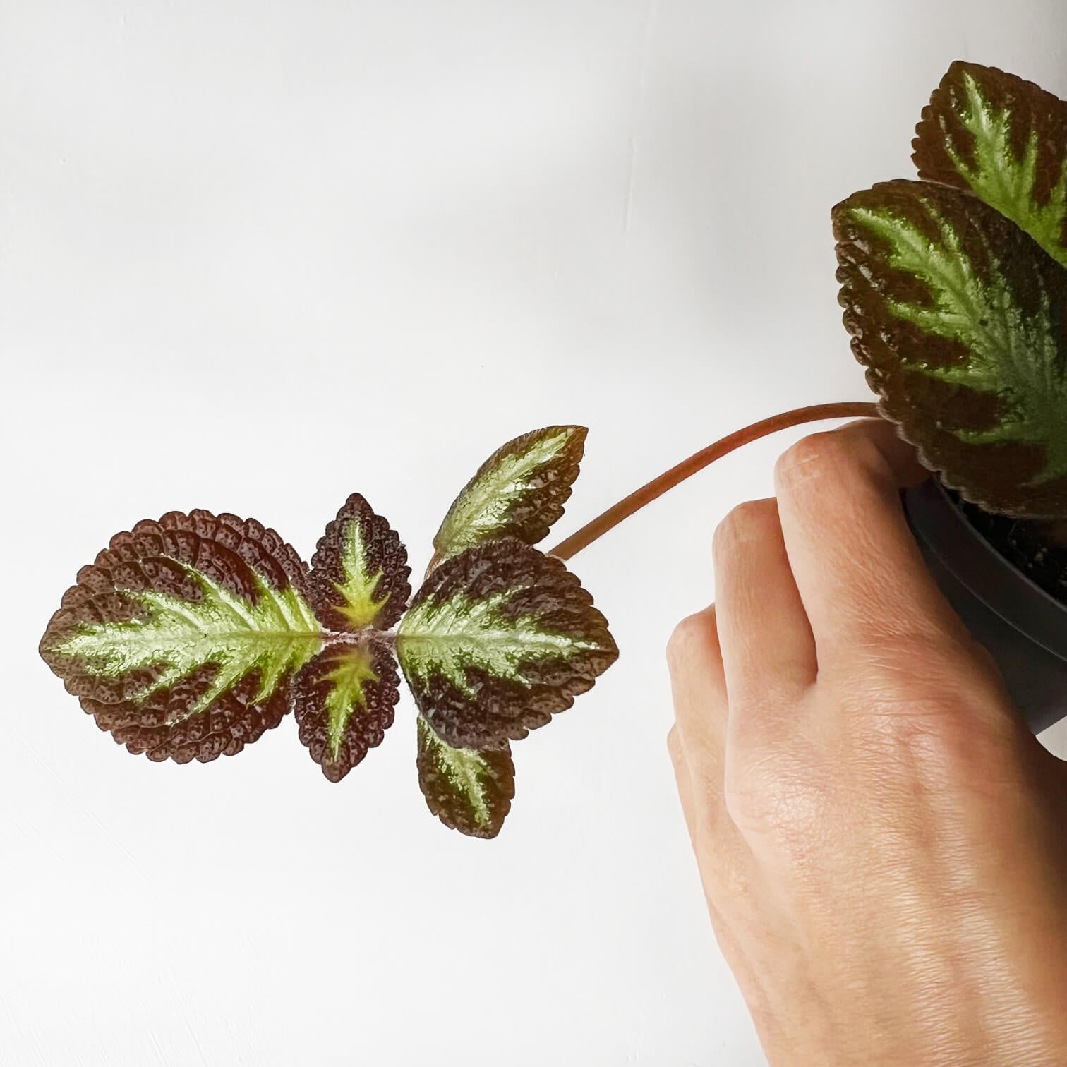 Episcia Silver Shields