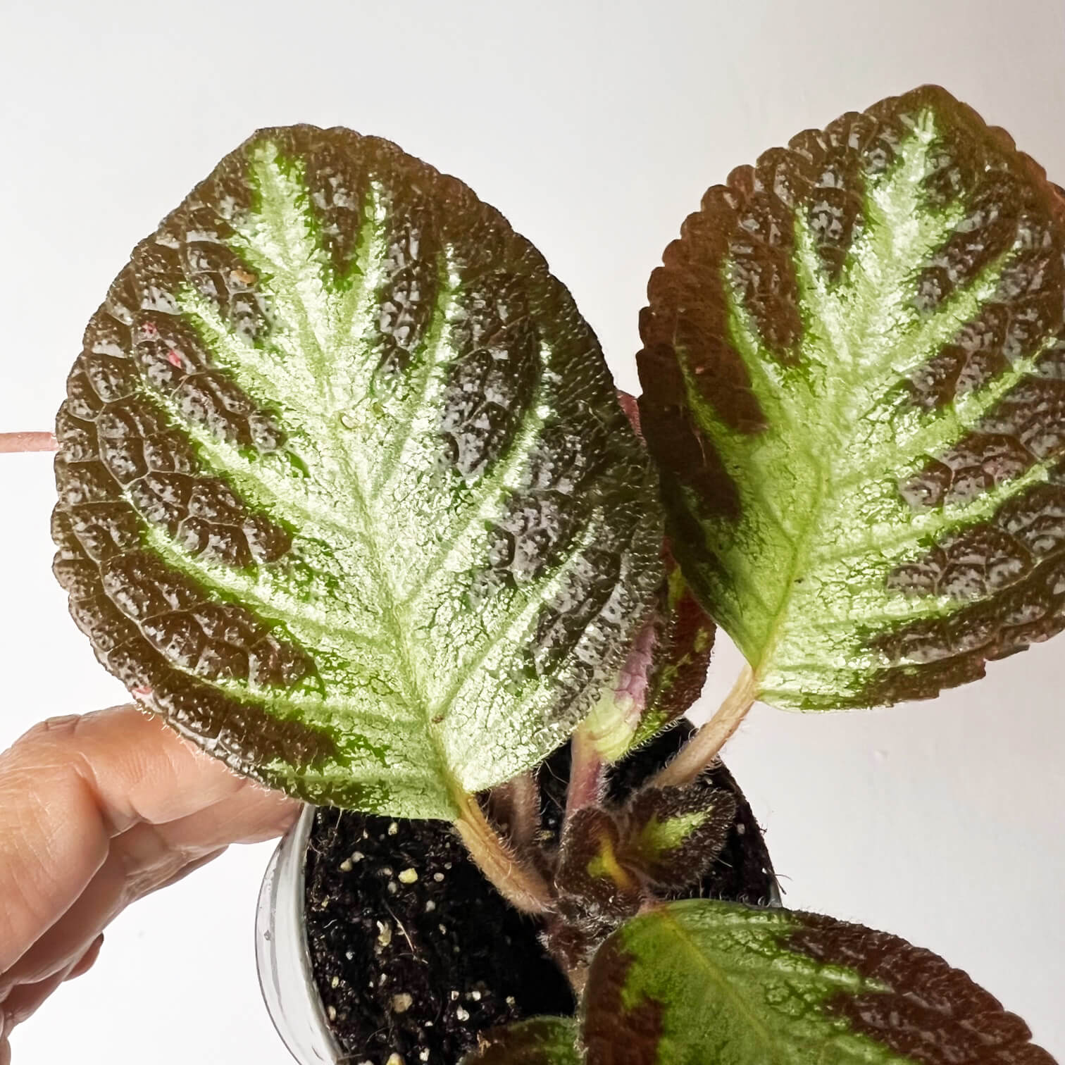 Episcia Silver Shields