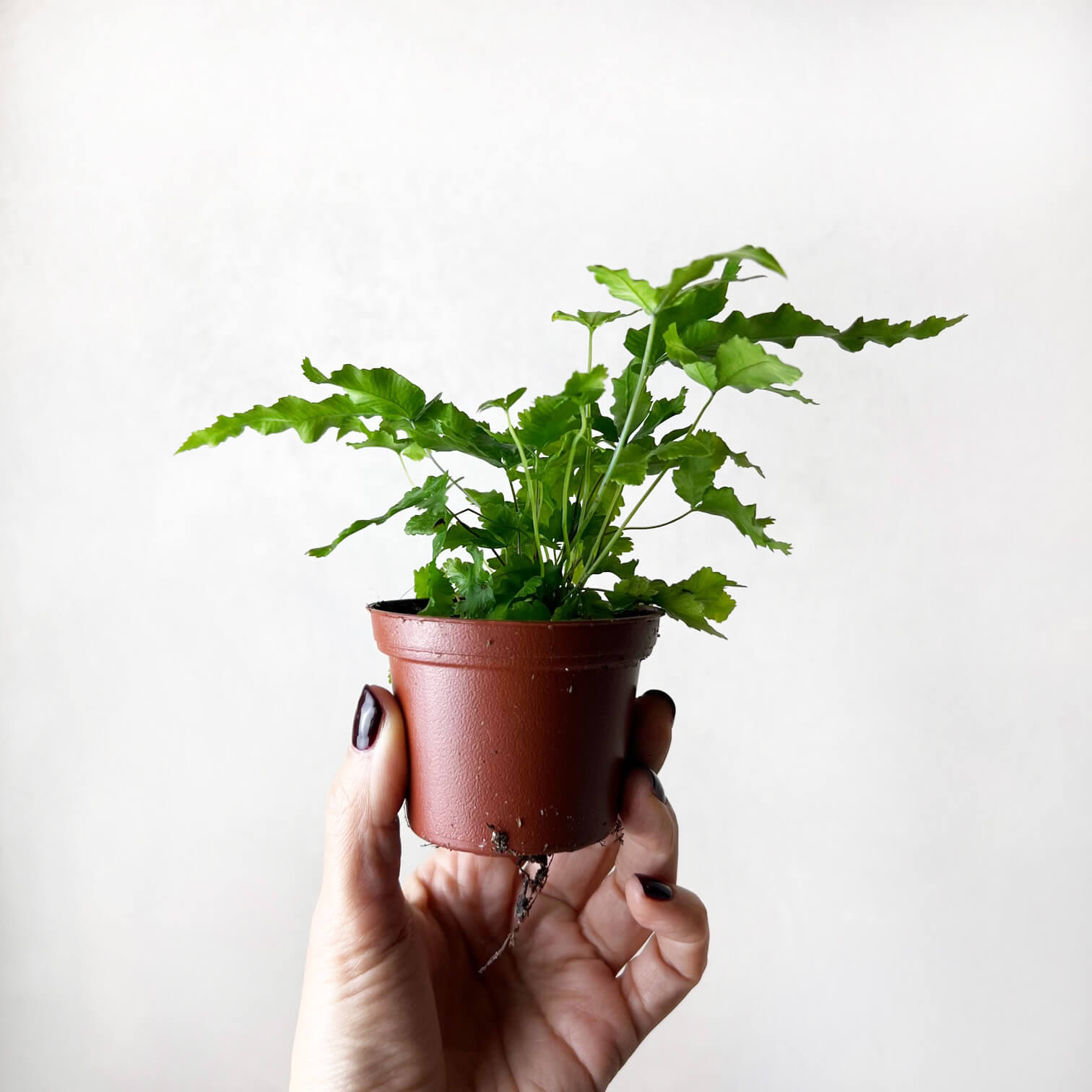 mini Pteris Cretica Albolineata