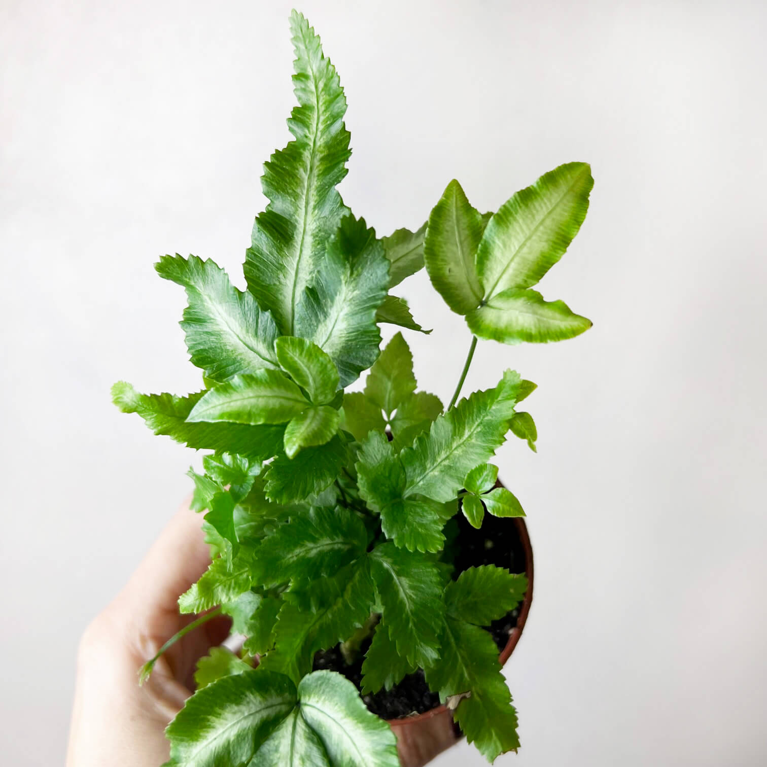 mini Pteris Cretica Albolineata