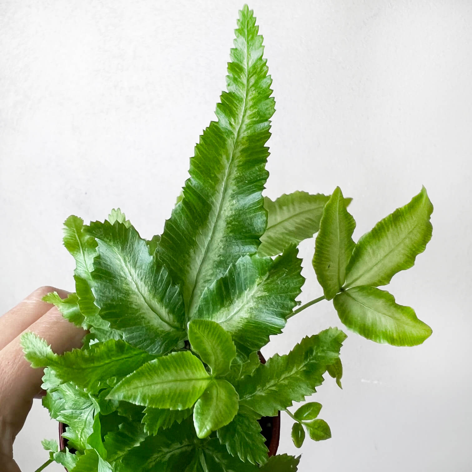 mini Pteris Cretica Albolineata