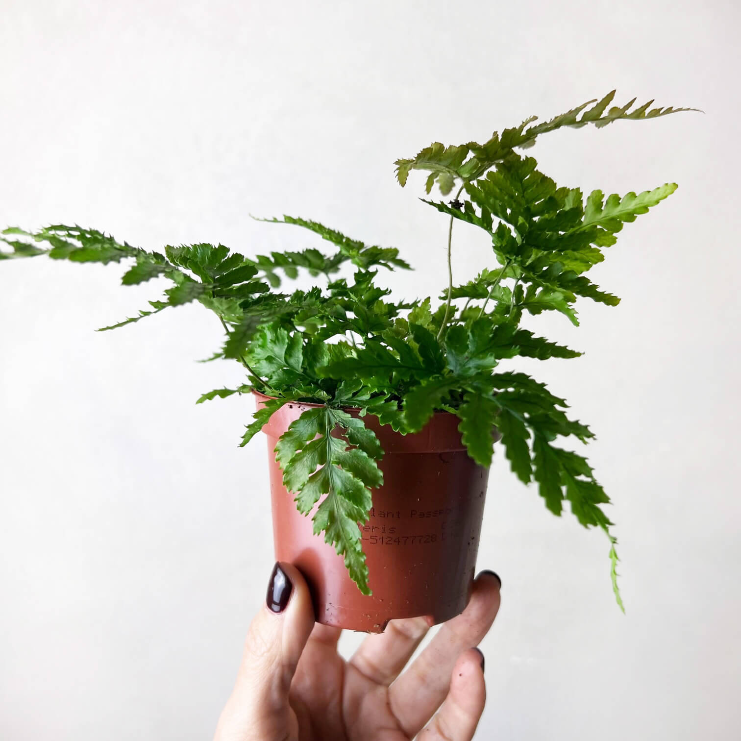 mini Dryopteris Erythrosora