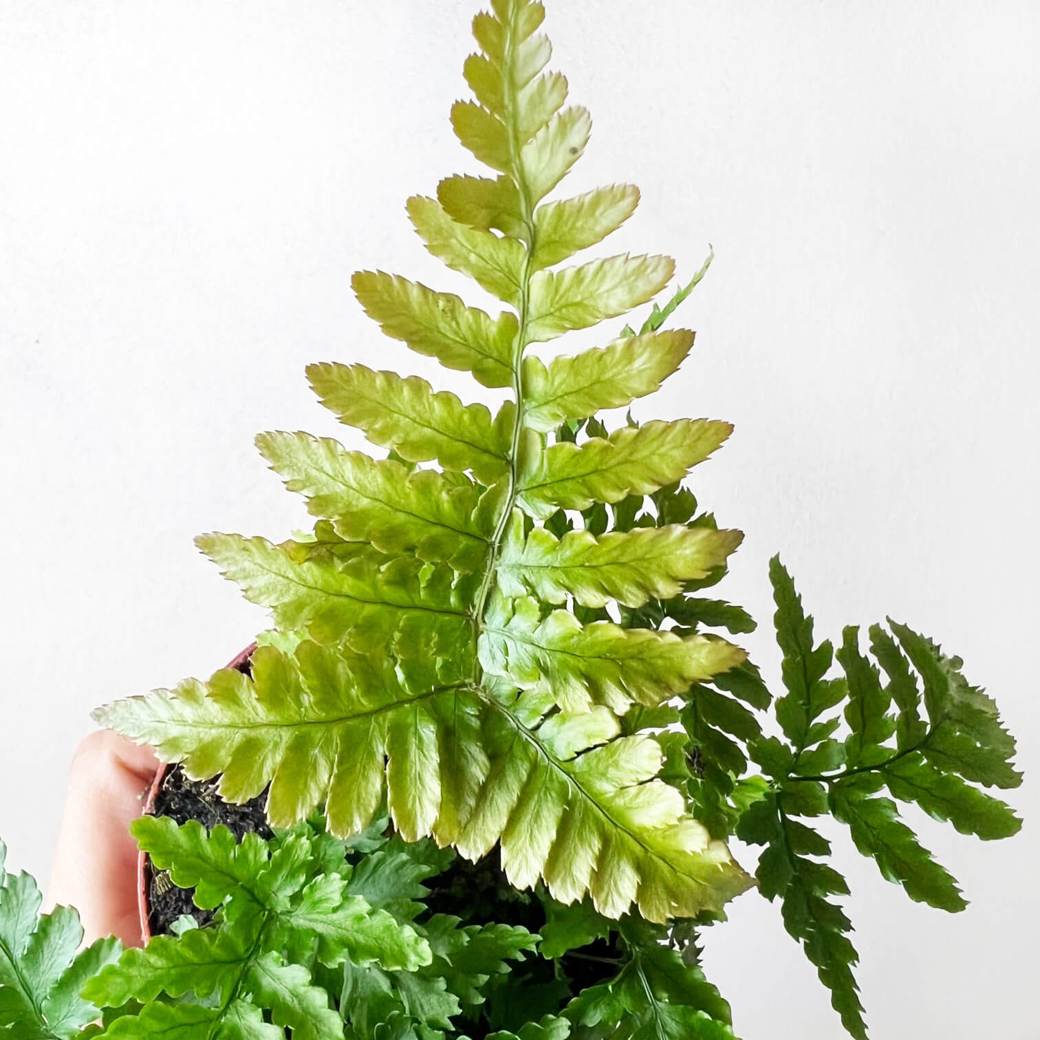 mini Dryopteris Erythrosora