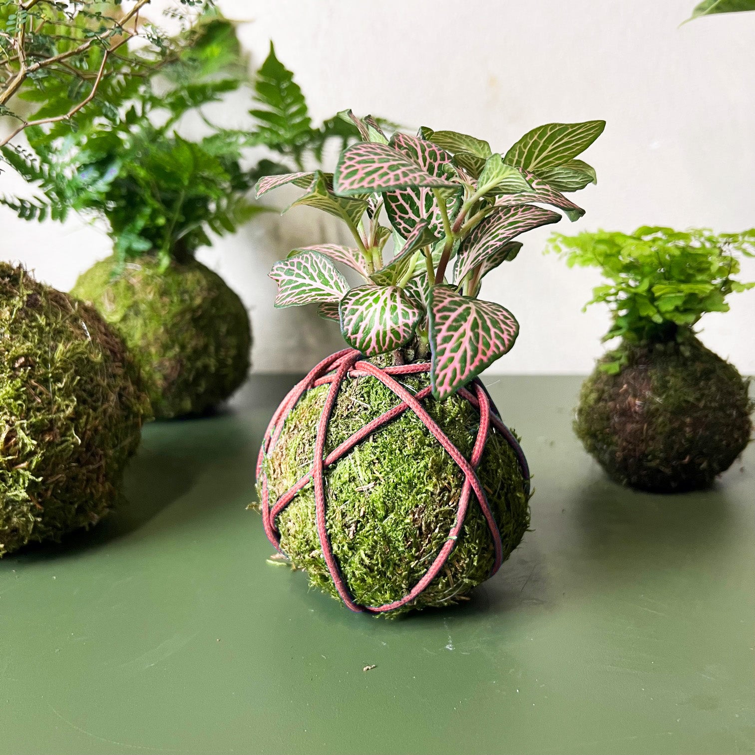 Cordino cerato x Kokedama